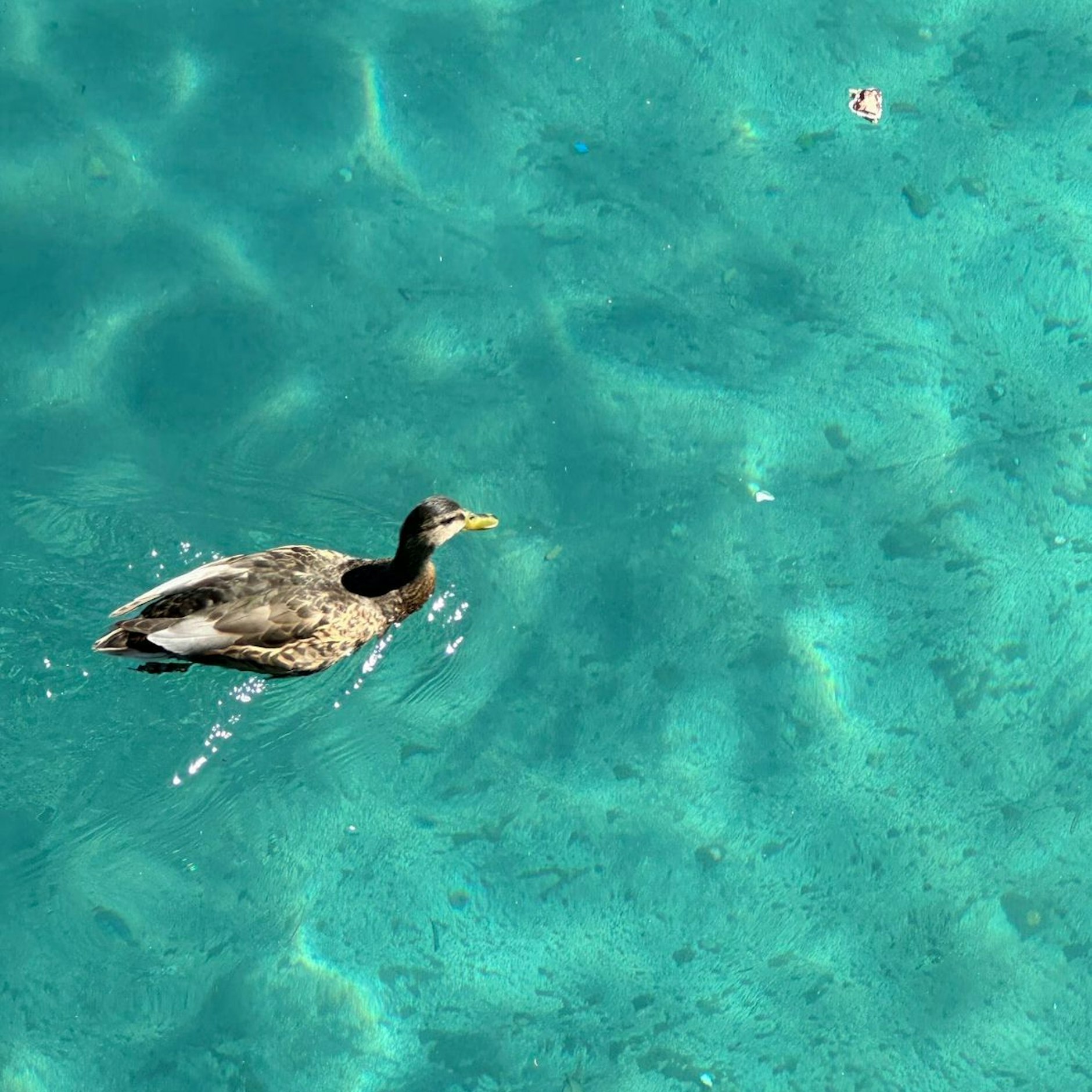 Der Gelbschnabeltaucher zieht entspannt seine Kreise im Wasserbecken vor dem Hotel Bellagio in Las Vegas.