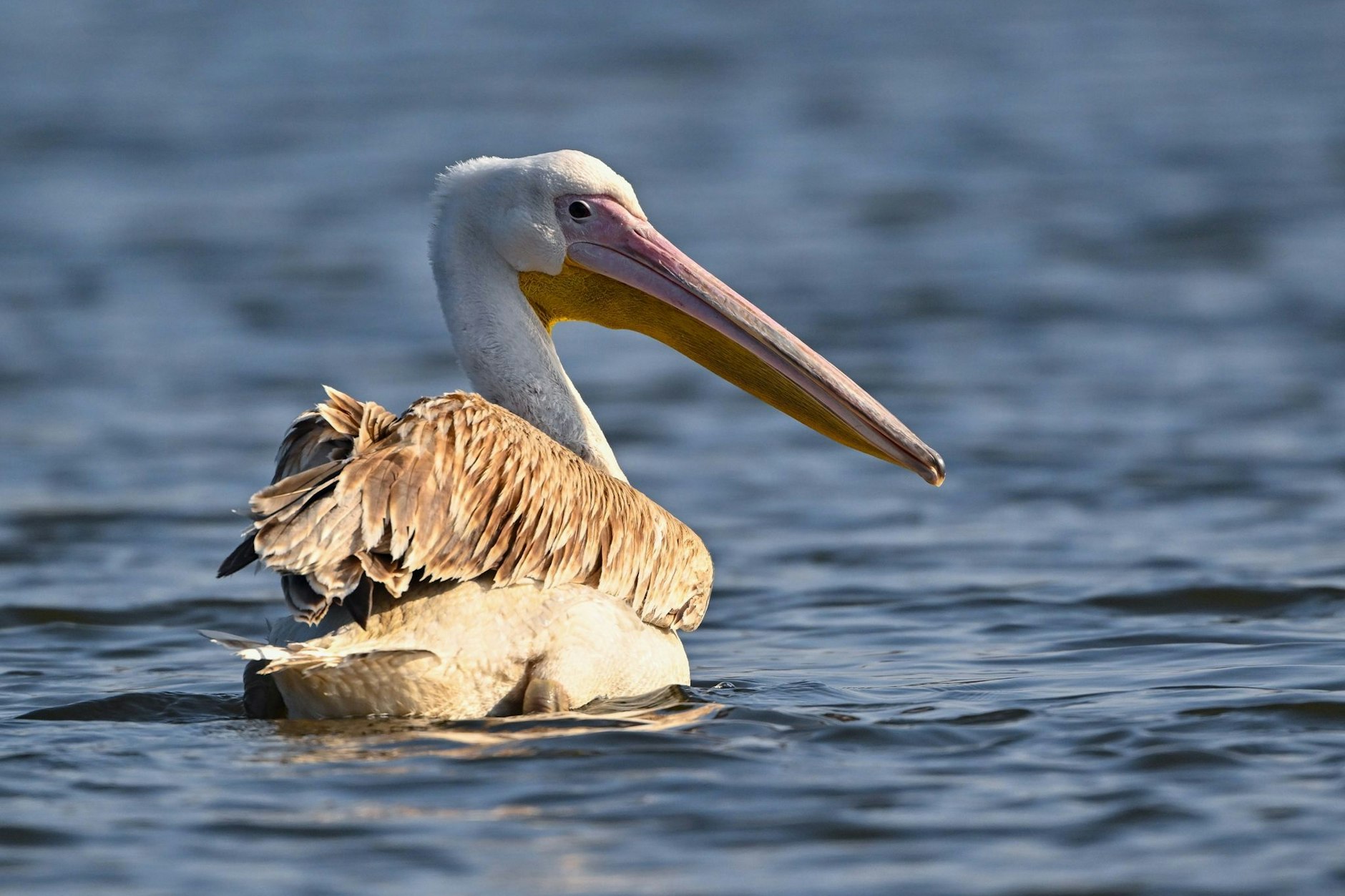 Ein Pelikan, vermutlich Rosapelikan (<em>Pelecanus onocrotalus</em>), schwimmt auf der Spree in Ostbrandenburg. 