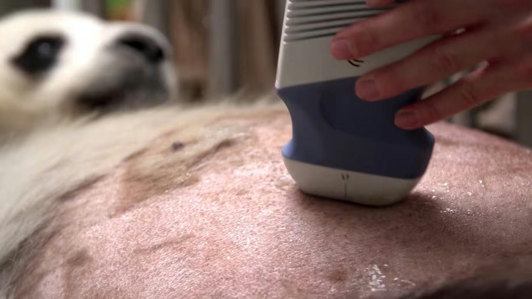 Panda-Weibchen Meng Meng bei der Ultraschall-Untersuchung (2019): Zu diesem Zweck wurden dem Tier einige Fellhaare am Bauch abrasiert.