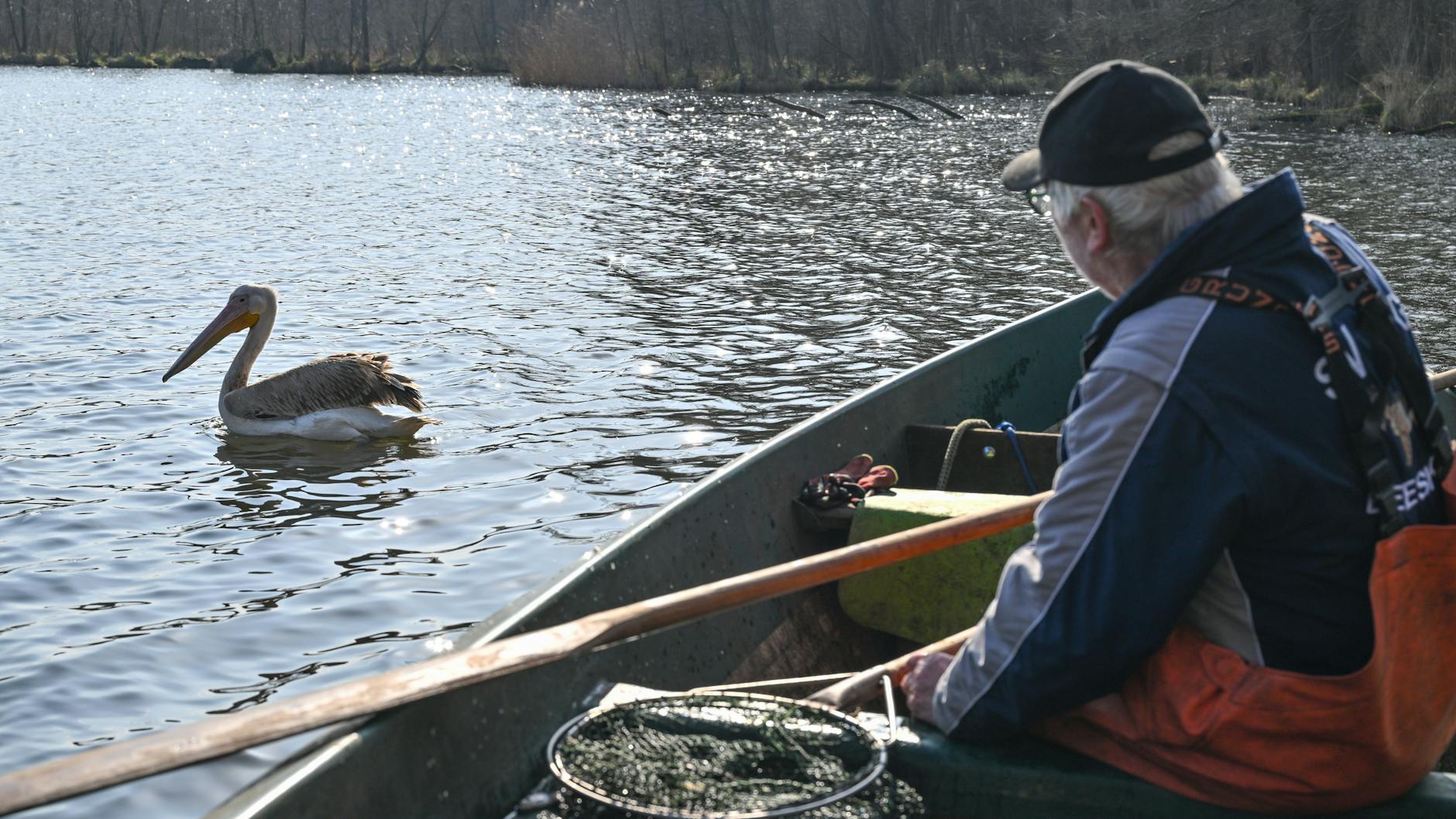 Beeskow: Heinz Kraemer, Rentner und Fischer, füttert einen Pelikan, vermutlich Rosapelikan (<em>Pelecanus onocrotalus</em>), auf der Spree in Ostbrandenburg. 