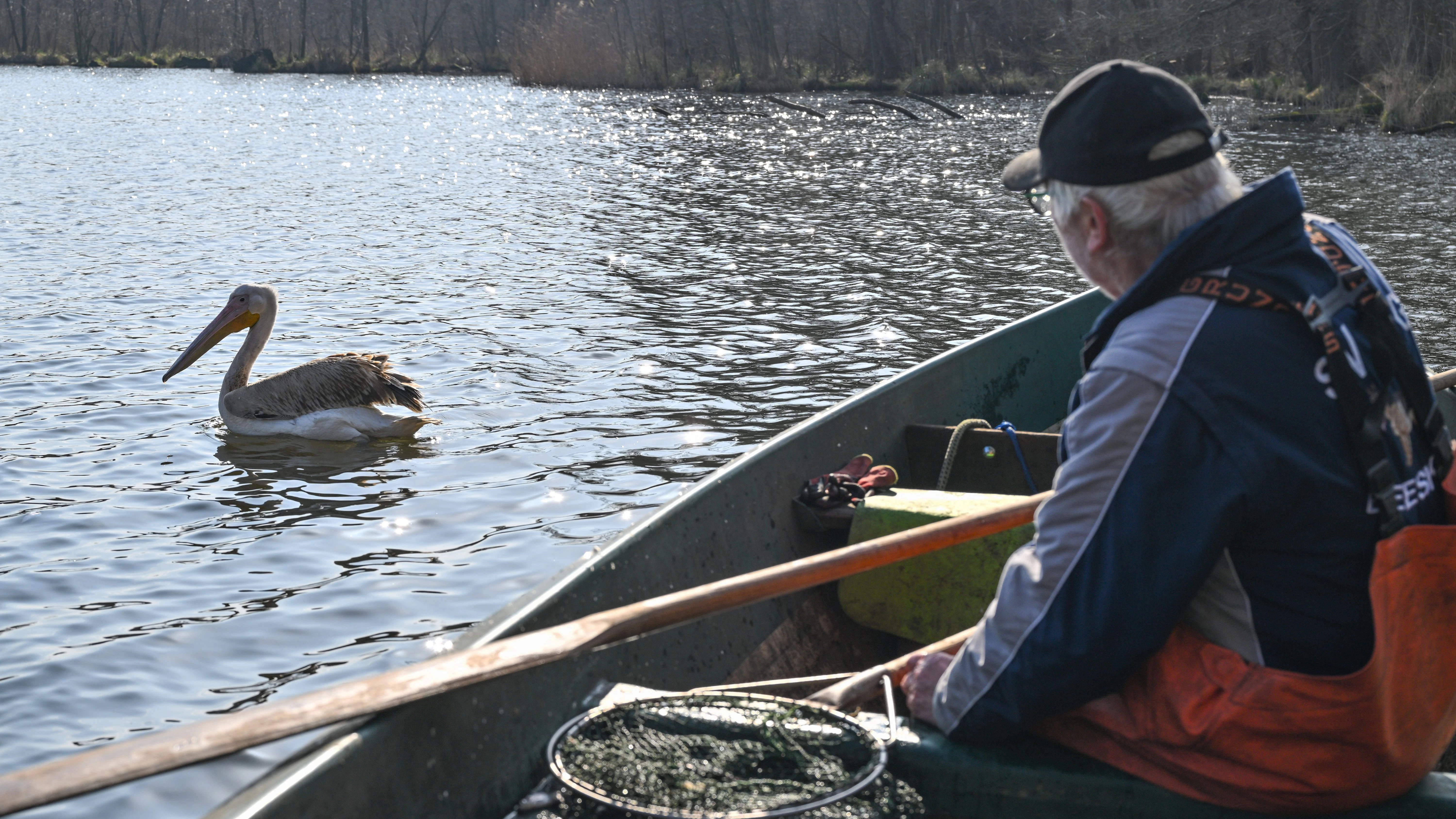 Beeskow: Heinz Kraemer, Rentner und Fischer, füttert einen Pelikan, vermutlich Rosapelikan (<em>Pelecanus onocrotalus</em>), auf der Spree in Ostbrandenburg.&nbsp;