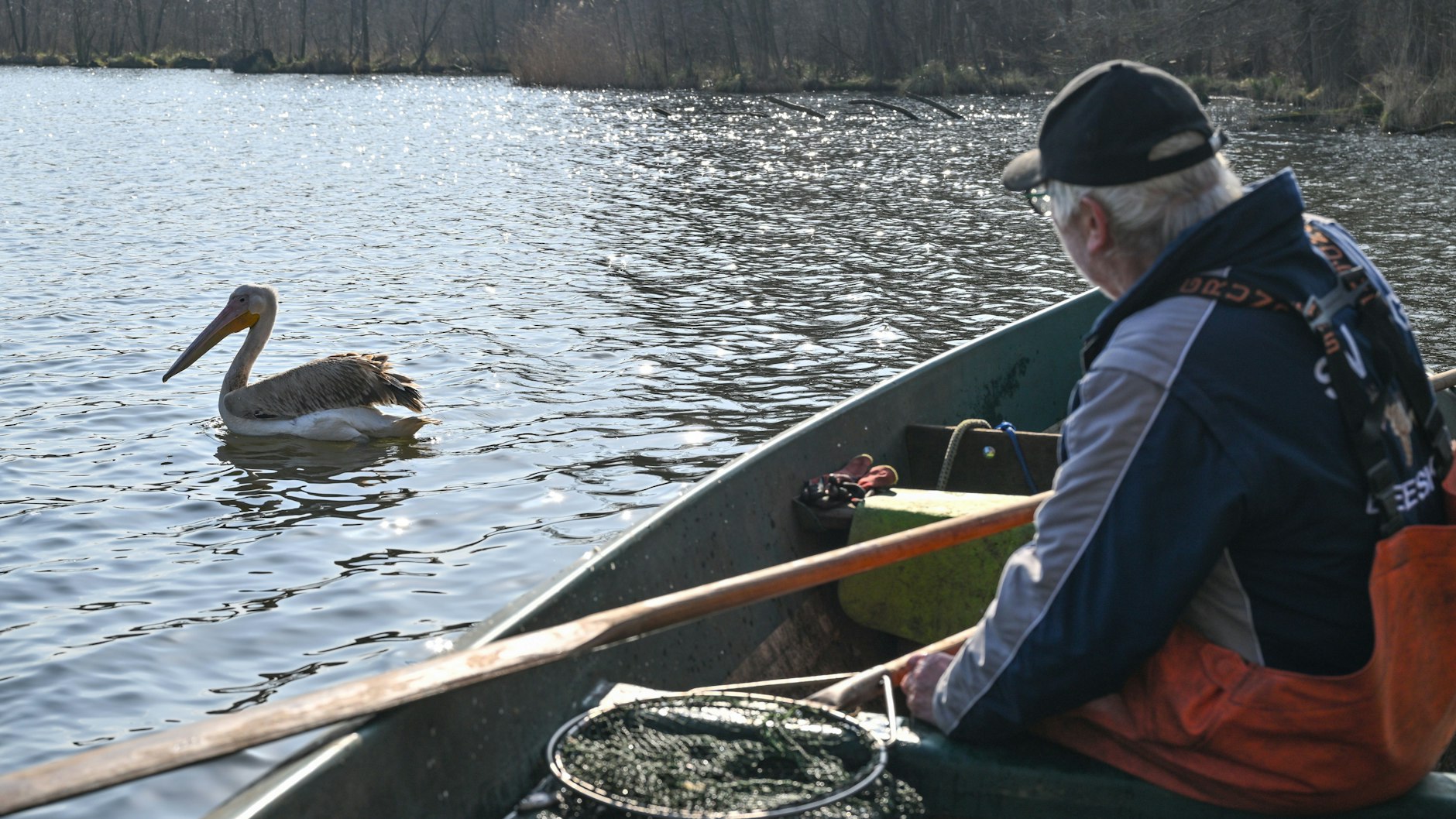 Beeskow: Heinz Kraemer, Rentner und Fischer, füttert einen Pelikan, vermutlich Rosapelikan (<em>Pelecanus onocrotalus</em>), auf der Spree in Ostbrandenburg.&nbsp;