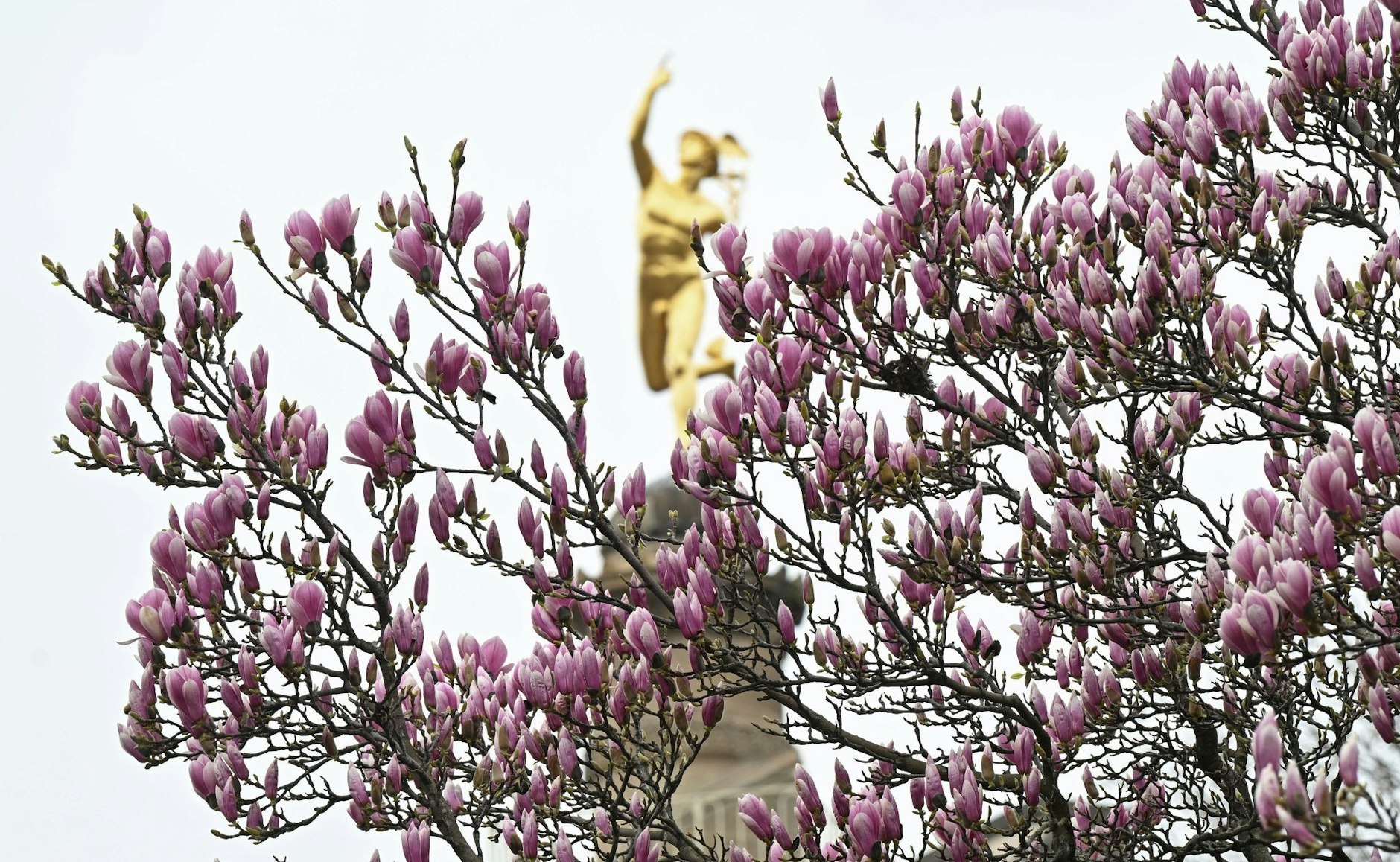 Der perfekte Fotohintergrund: Rosa Magnolien blühen auf dem Schlossplatz in Stuttgart. Da kommt Vorfreude auf wärmere Temperaturen auf.