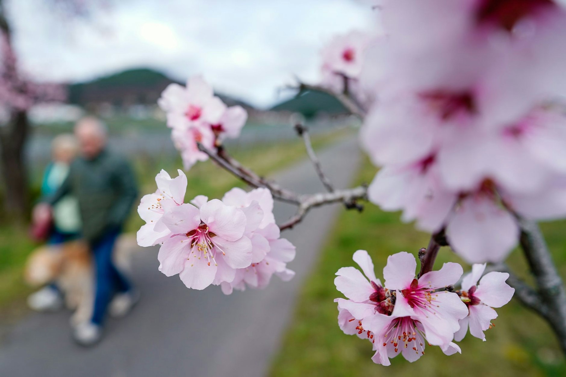 Die ersten Boten des Frühlings sind da: Spaziergänger gehen an einem blühenden Mandelbaum vorbei. In Gimmeldingen findet am Wochenende das Mandelblütenfest statt.  