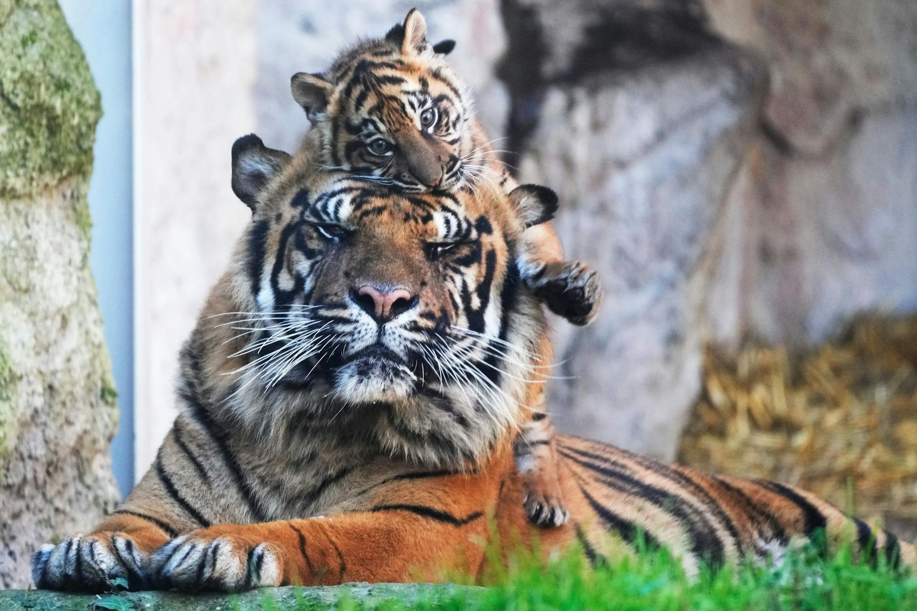 Immer an der Seite des Papas: Sumatra-Tigerbaby Kala macht zusammen mit ihrem Vater Kasih die ersten Schritte im Außenbereich des Zoos in Rom - natürlich nicht ohne die einer oder andere Kuscheleinheit.