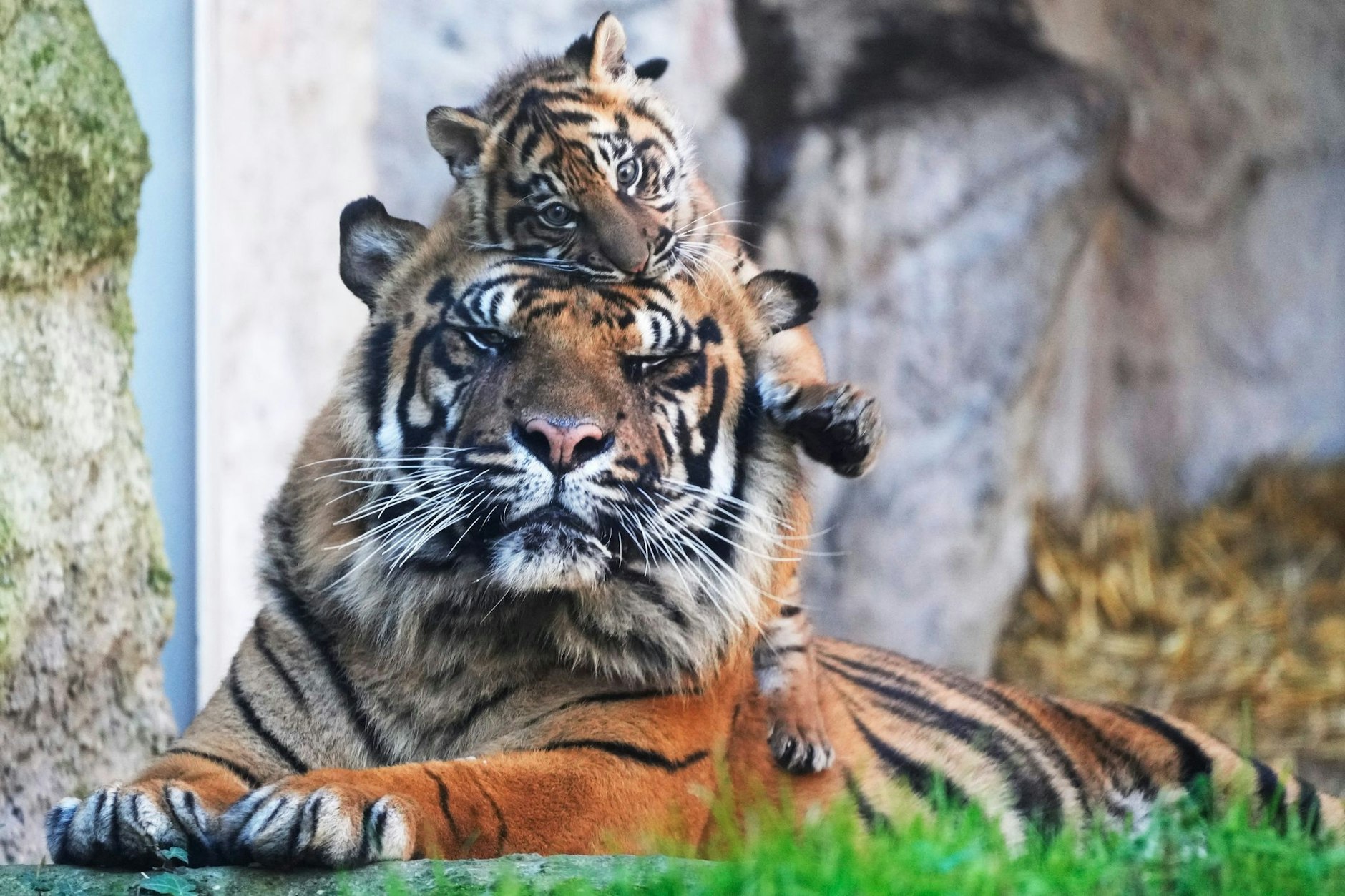 Immer an der Seite des Papas: Sumatra-Tigerbaby Kala macht zusammen mit ihrem Vater Kasih die ersten Schritte im Außenbereich des Zoos in Rom - natürlich nicht ohne die einer oder andere Kuscheleinheit.  