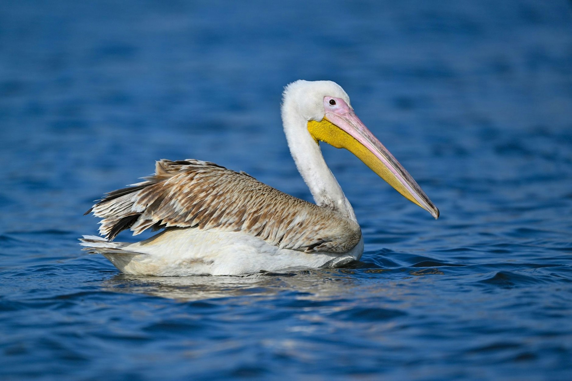 Dieser Pelikan genießt schwimmend die Sonne auf der Spree in Ostbrandenburg.  