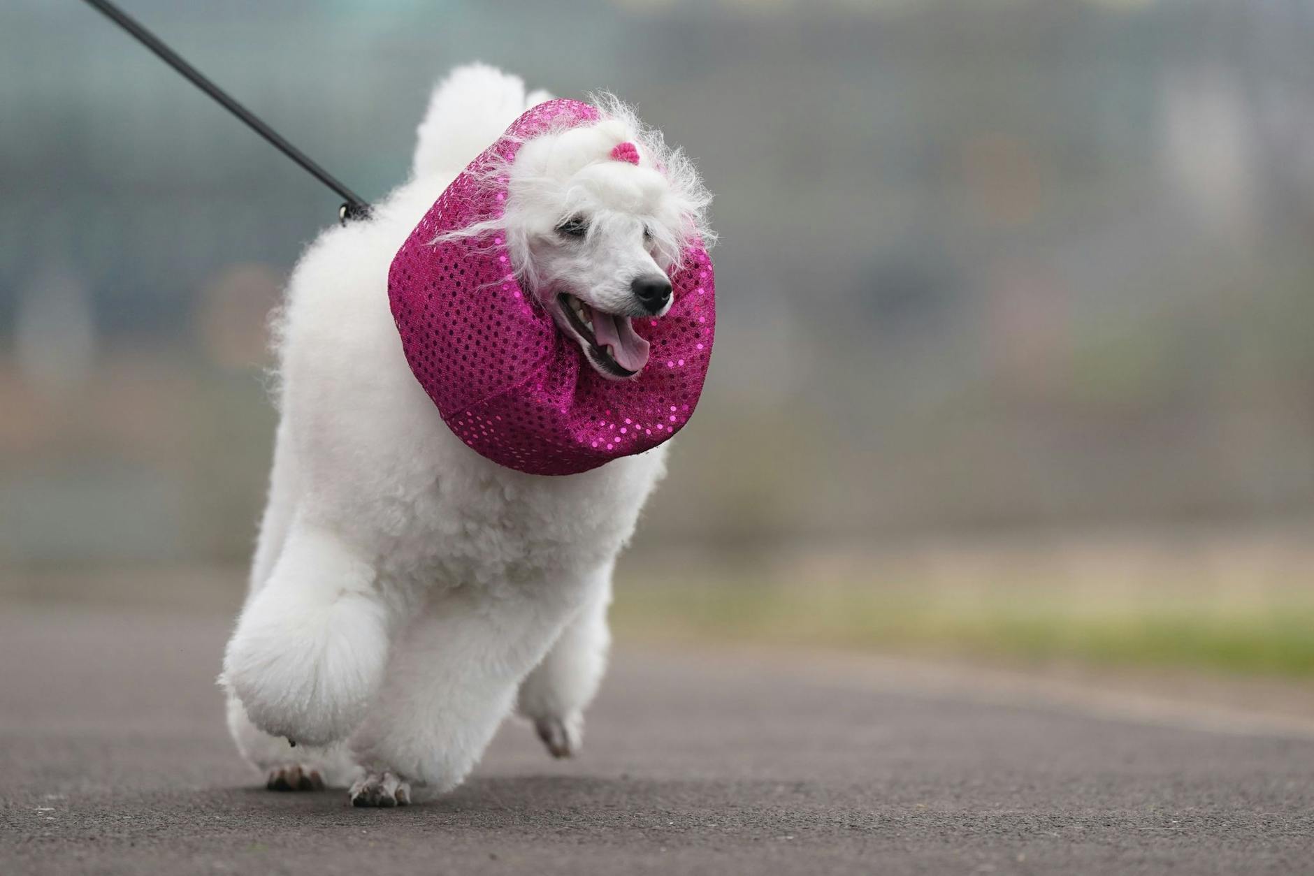 Warum nicht auch den Hund modisch kleiden? Das dachte sich der Besitzer dieses Tieres und verpasste seinem Vierbeiner einen pinken Schal - natürlich nur für eine Hundeshow.