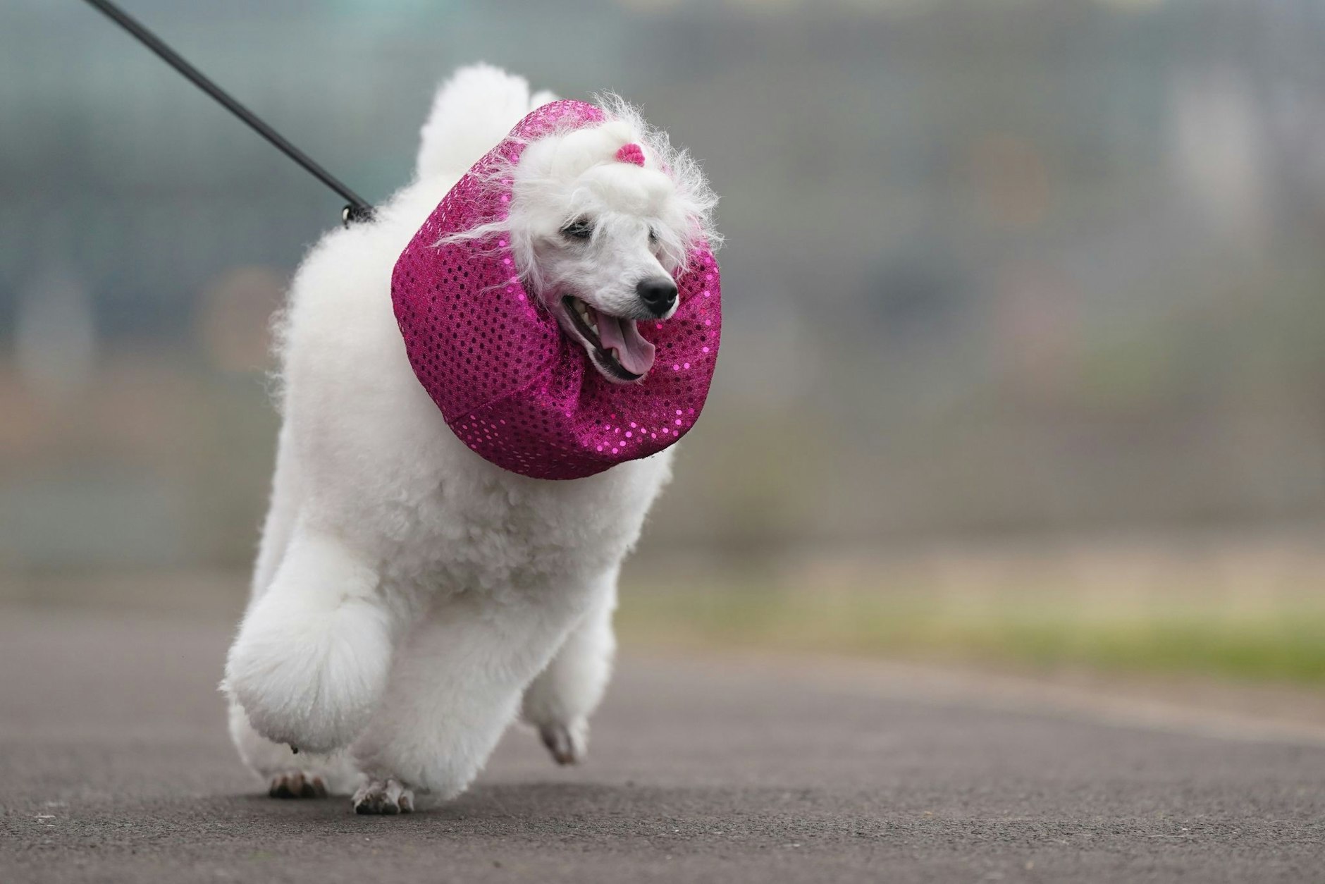 Warum nicht auch den Hund modisch kleiden? Das dachte sich der Besitzer dieses Tieres und verpasste seinem Vierbeiner einen pinken Schal - natürlich nur für eine Hundeshow.  