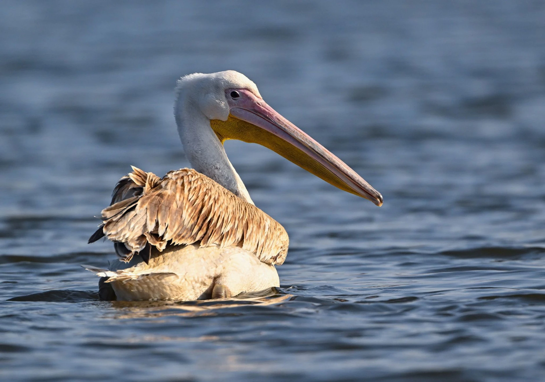 Ein Pelikan, vermutlich Rosapelikan (Pelecanus onocrotalus), schwimmt auf der Spree in Ostbrandenburg.