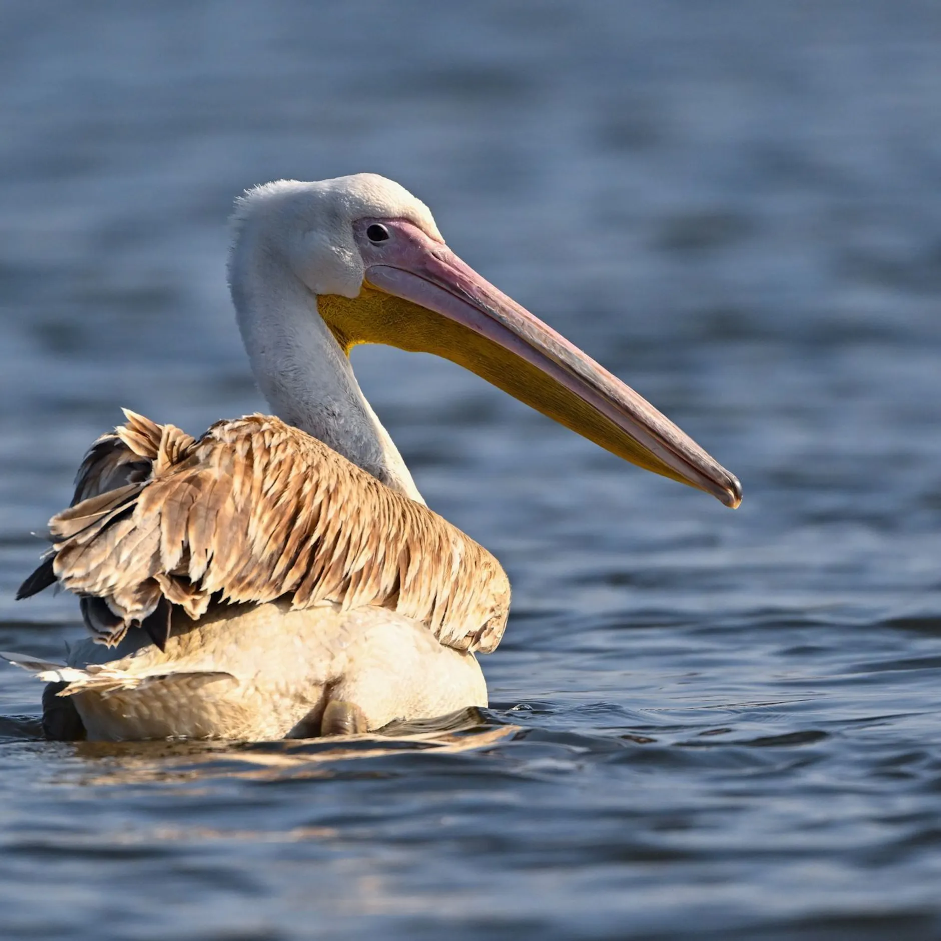 Image - Pelikan sorgt im Landkreis Oder-Spree für Aufregung