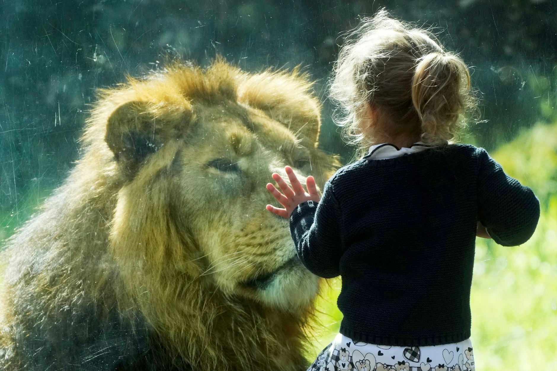 Von Angesicht zu Angesicht: Ein Kind und ein asiatischer Löwe schauen sich durch eine Scheibe im Zoo in Rom an.  