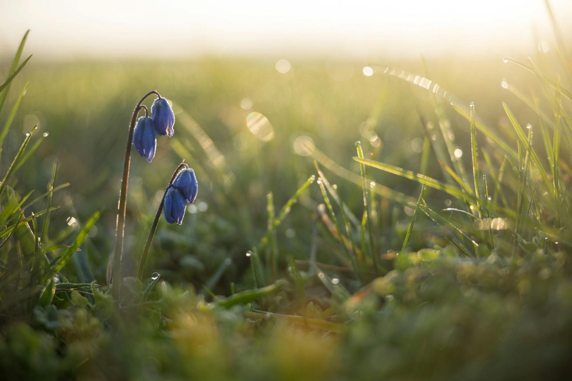 Nach vielen grauen Tagen kehrt die Farbe in Brandenburg zurück: Eine Blume mit blauen Blütenblättern steht im nassen Gras auf einer Wiese.