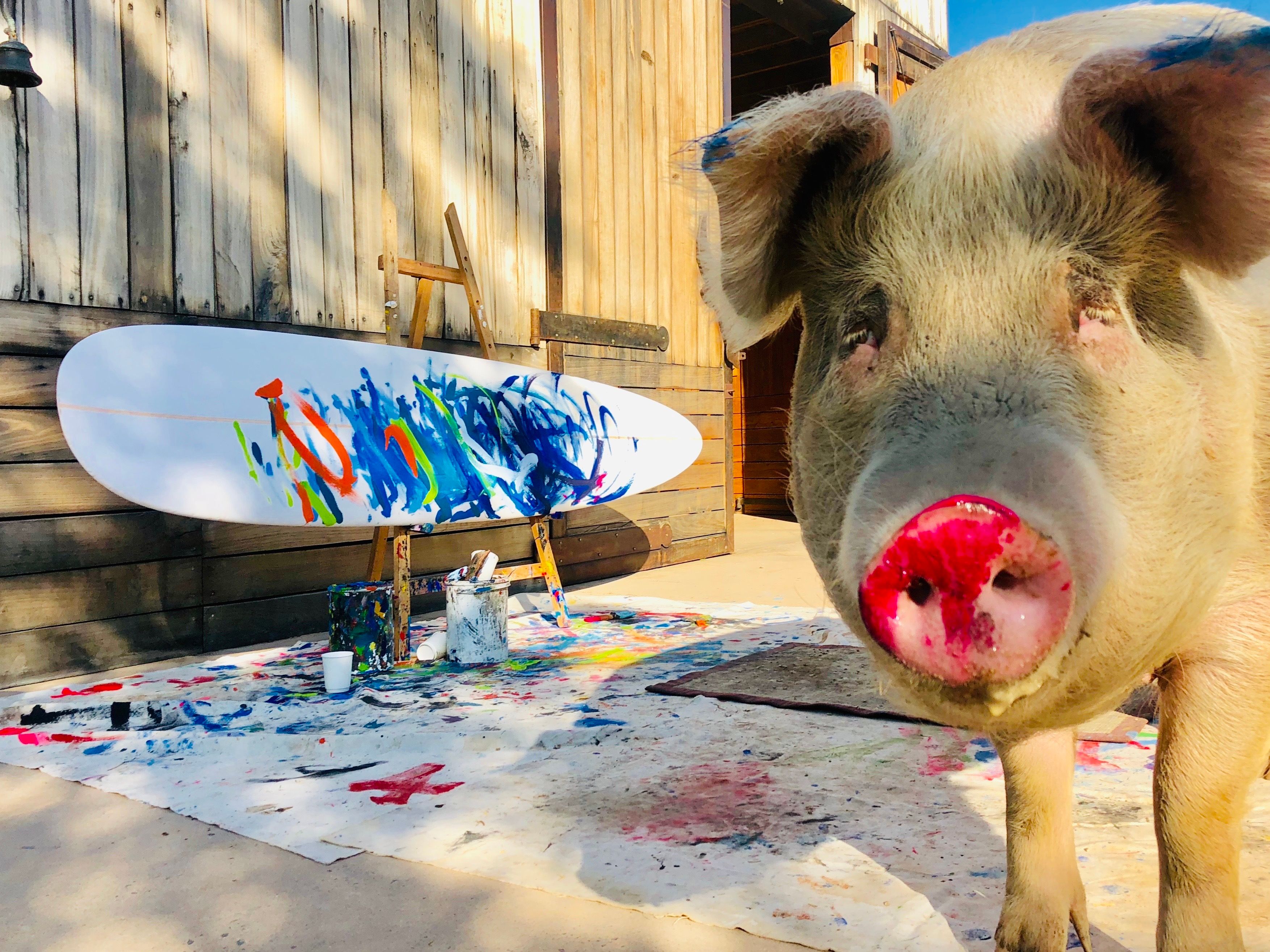 Malendes Schwein „Pigcasso“ ist tot – talentierte Sau starb mit acht Jahren