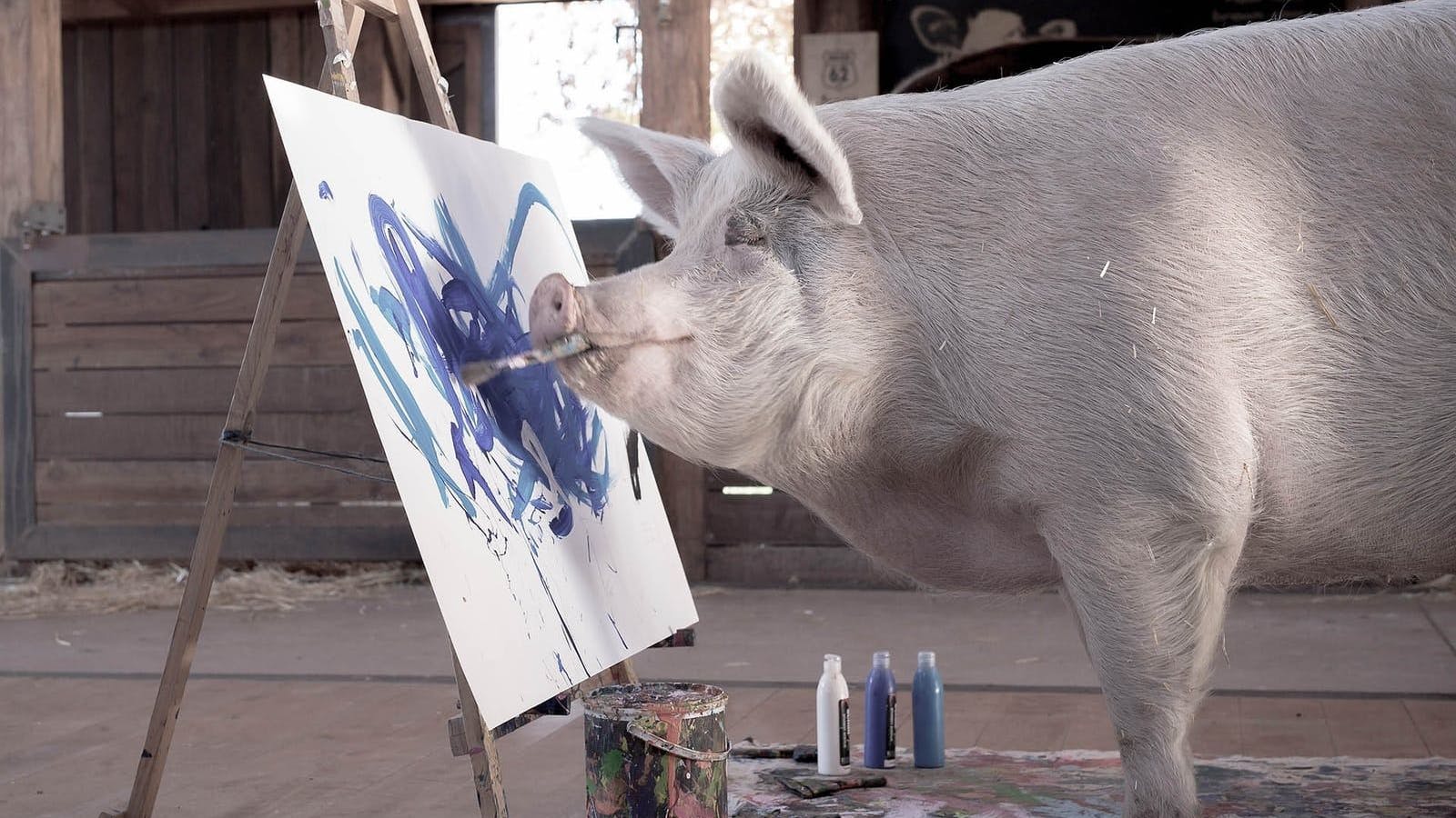 Das malende Schwein Pigcasso ist im Alter von acht Jahren gestorben.
