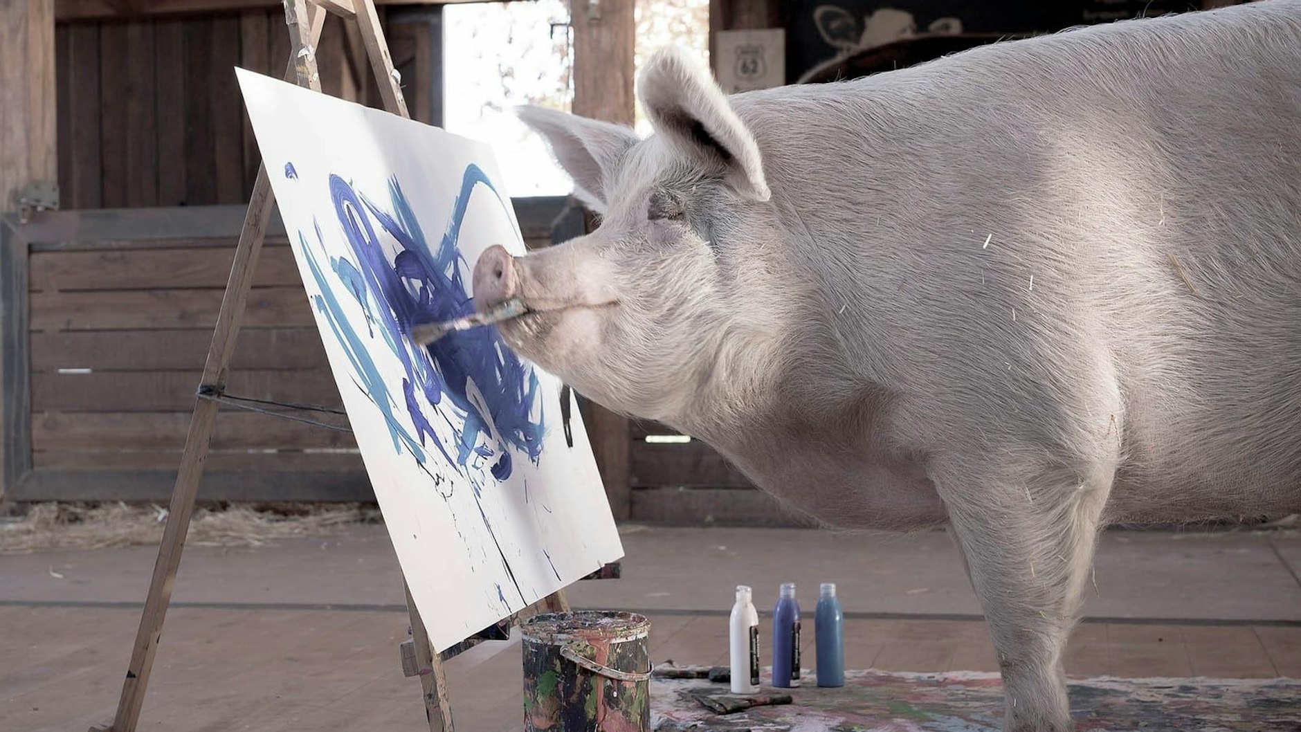Das malende Schwein Pigcasso ist im Alter von acht Jahren gestorben.