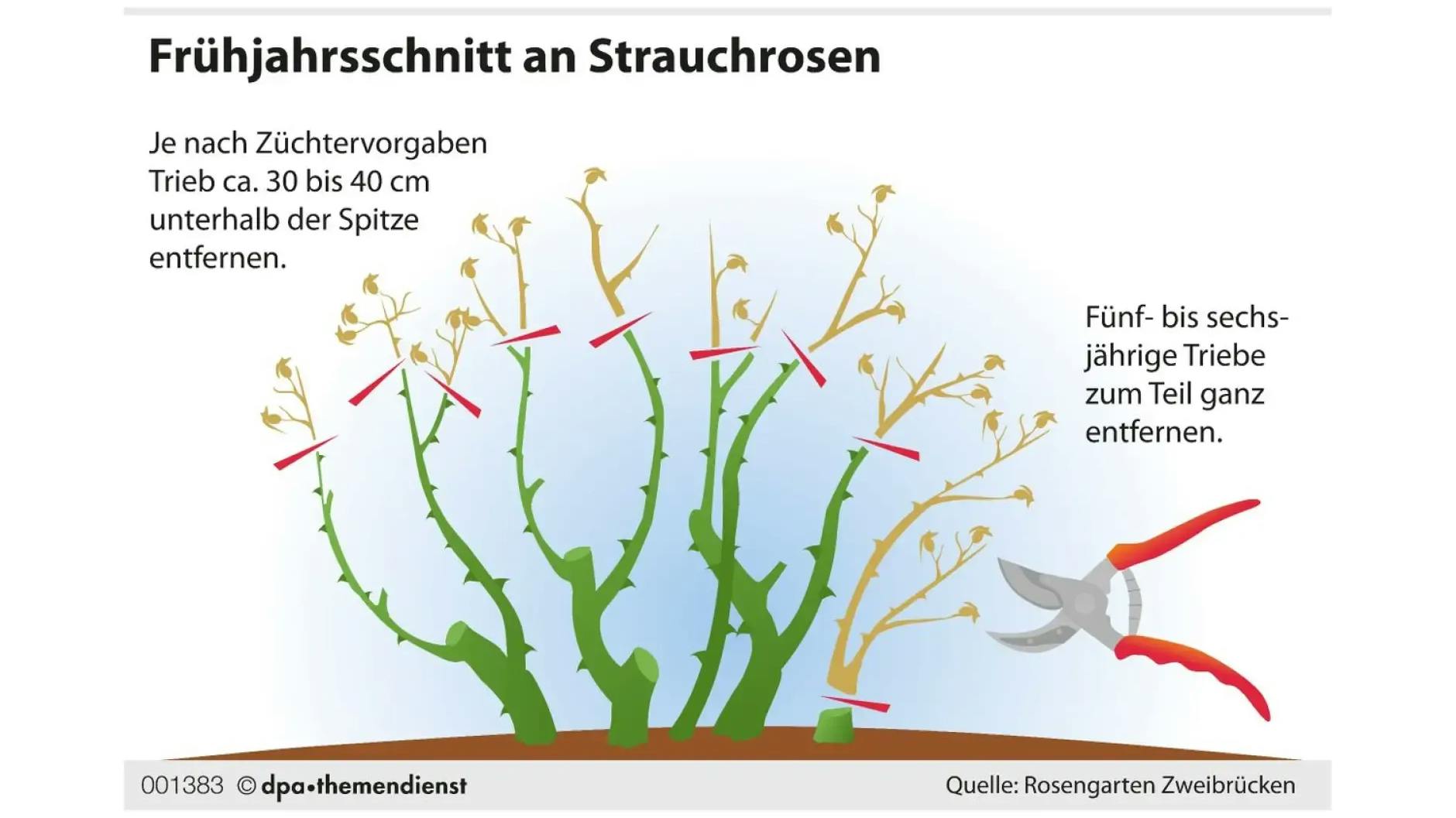 Strauchrosen haben eine ideale Höhe, auf die sie zurückgeschnitten werden sollten.