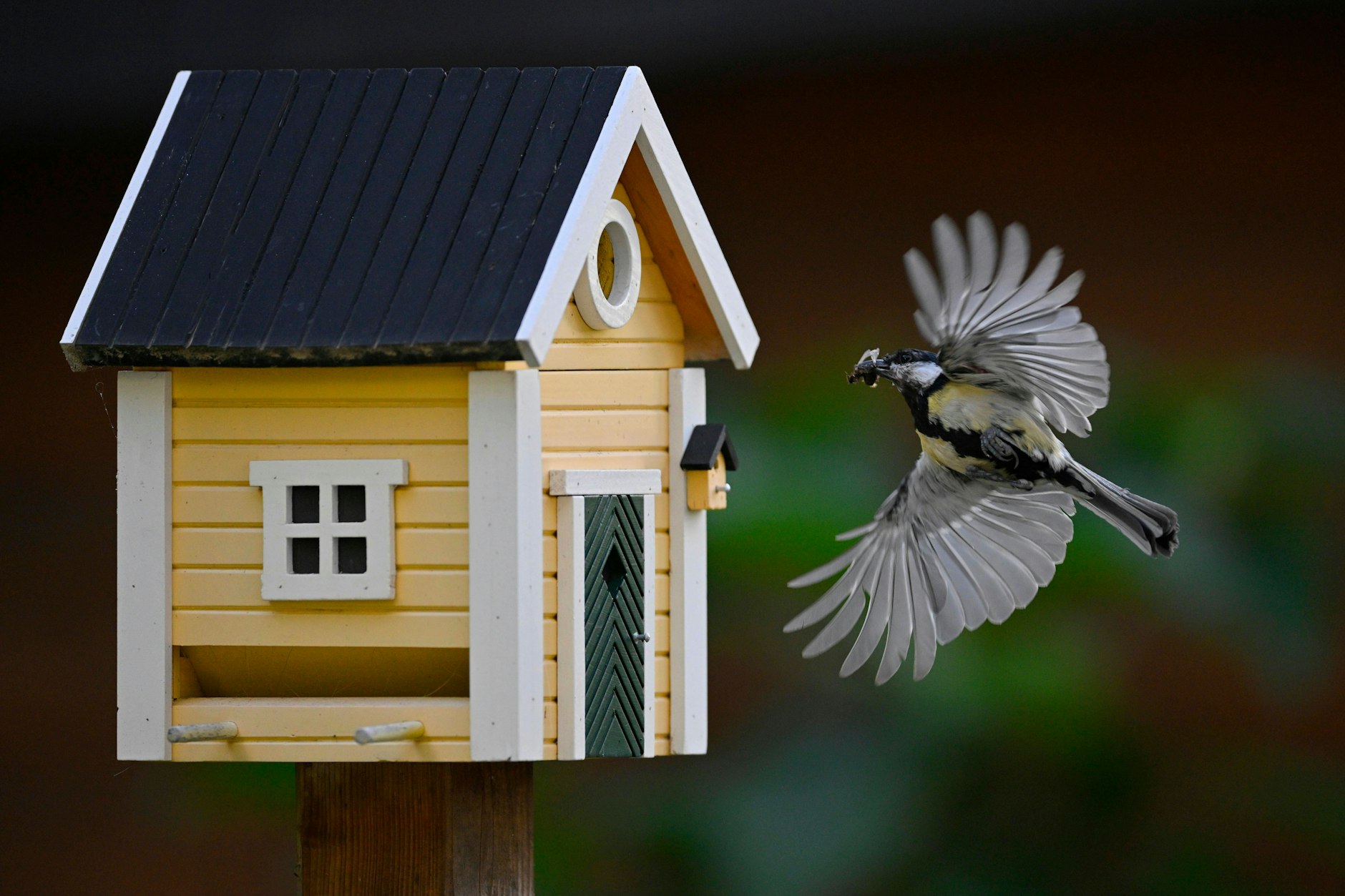 Nistkästen sollten bis spätestens Anfang April hängen oder stehen. Ab Mitte März sinken die Chancen, dass das Vogelhäuschen noch angenommen wird.