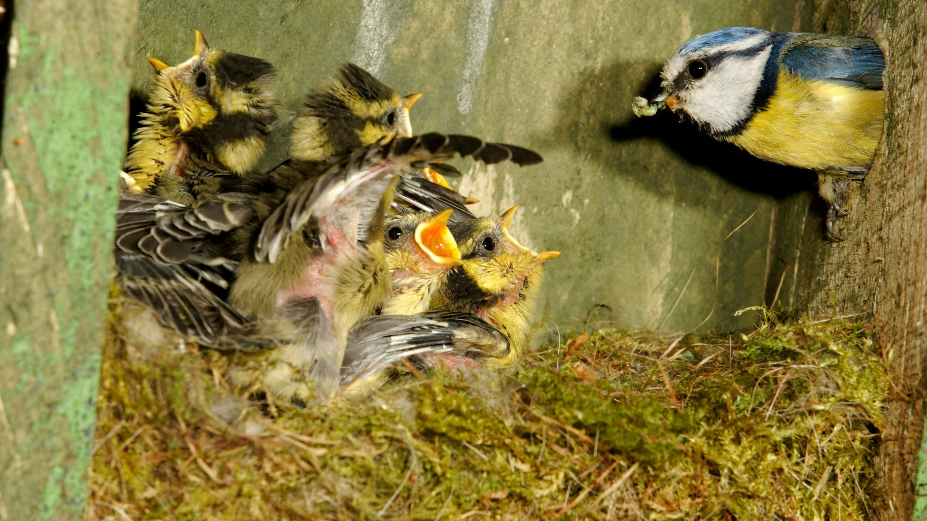 Blick in eine Meisen-Kinderstube. Der Nistkasten muss groß genug sein, um ausreichend Platz zu bieten für eine Schar von bis zu zehn oder mehr Junge.