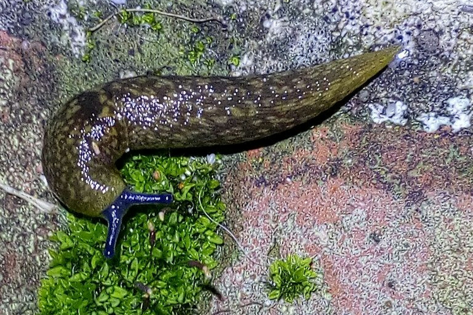 Ein Bierschnegel. Die vom Aussterben bedrohte Schneckenart steht im Mittelpunkt einer aktuellen Aktion von Naturschützern.