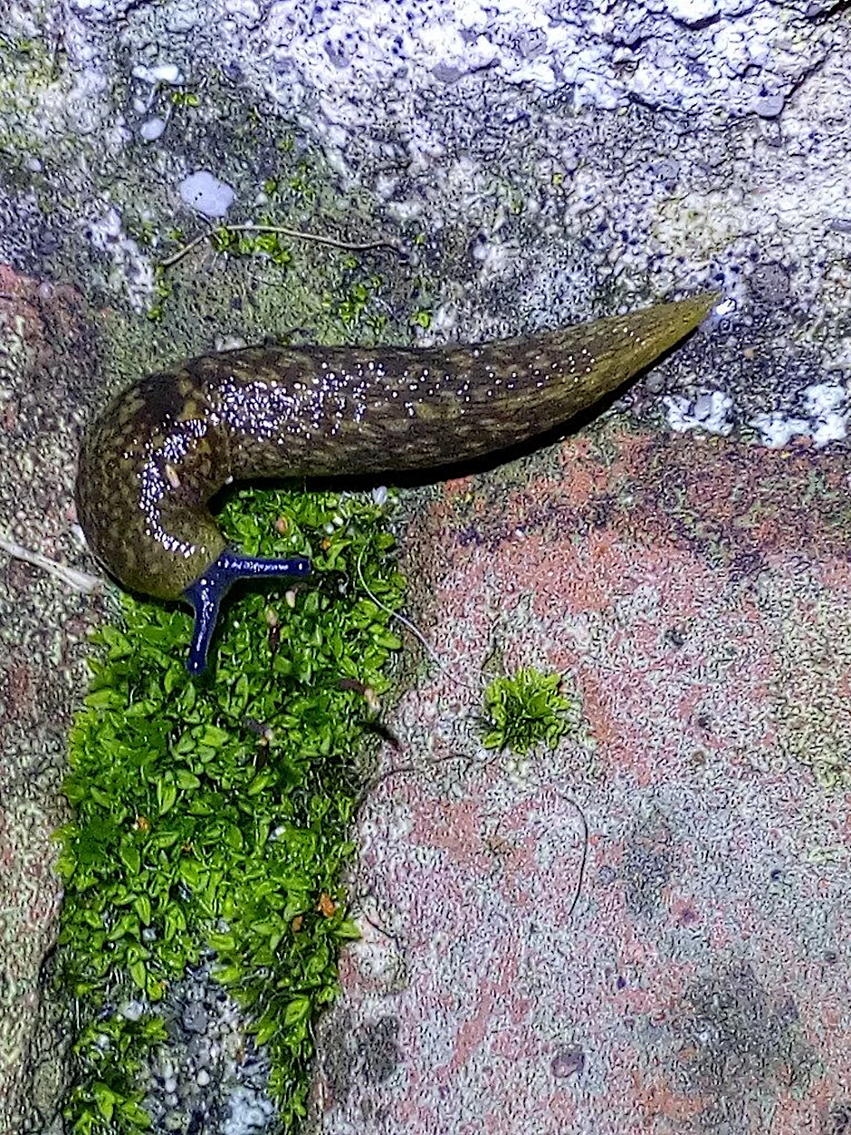 Ein Bierschnegel. Die vom Aussterben bedrohte Schneckenart steht im Mittelpunkt einer aktuellen Aktion von Naturschützern.