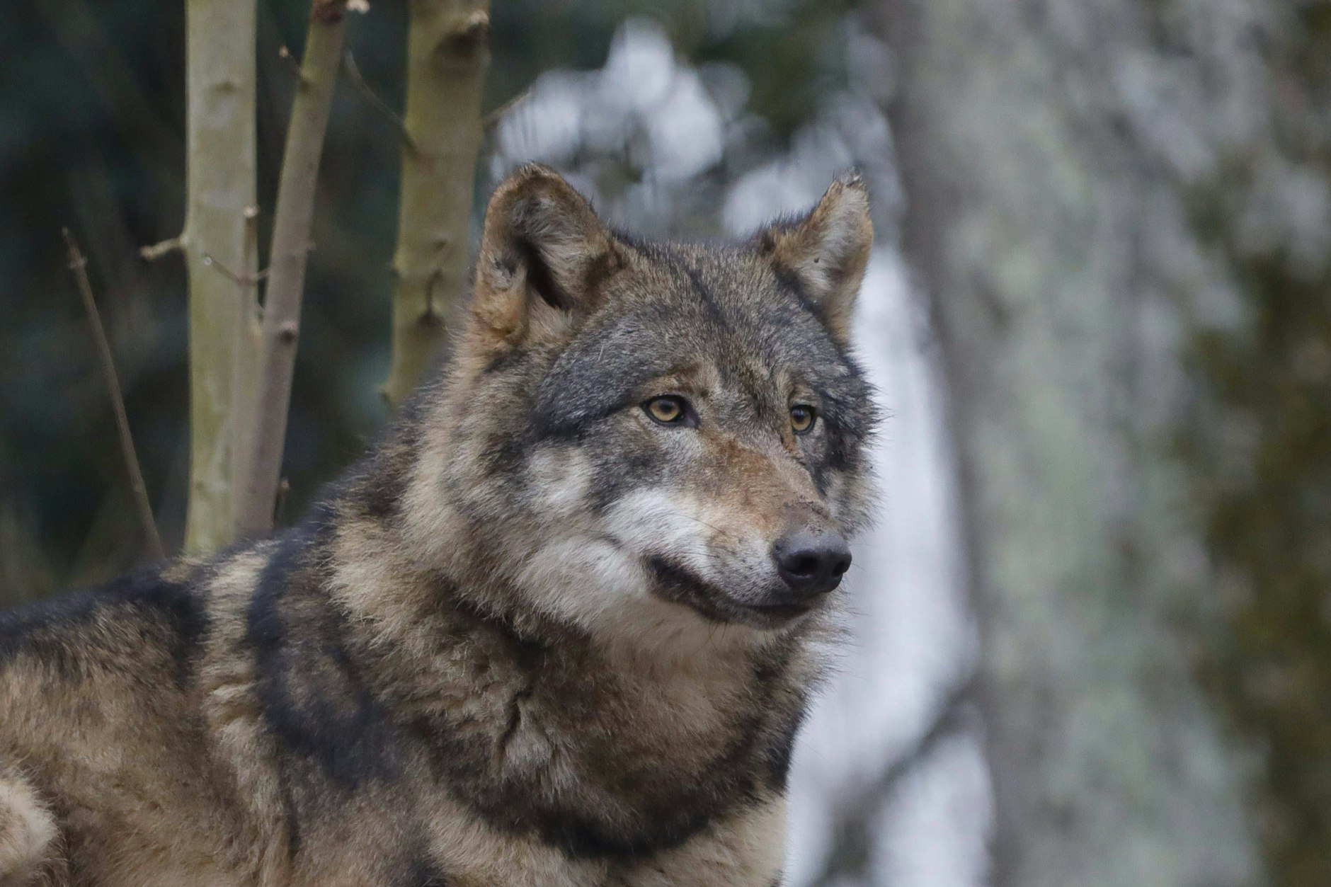 In Mecklenburg-Vorpommern wird das Schießen eines Wolfes (Canis lupus) in Zukunft im Einzelfall erlaubt. Dabei geht es um Wölfe in Gebieten mit vermehrten Attacken auf von den Haltern geschützte Weidetiere. (Archivfoto) 