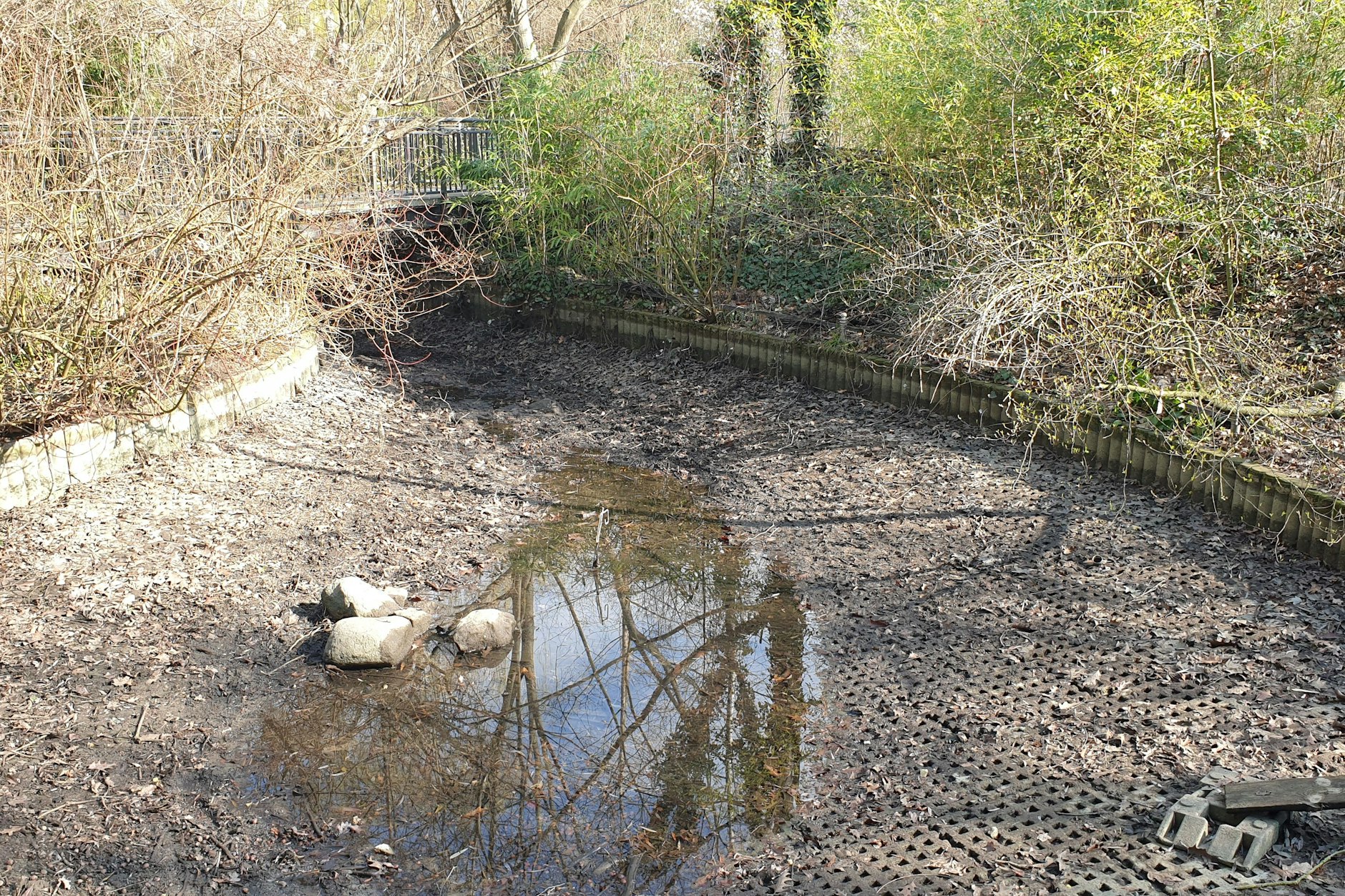 Binnen zwei Stunden war der Teich im Ernst-Thälmann-Park leer.