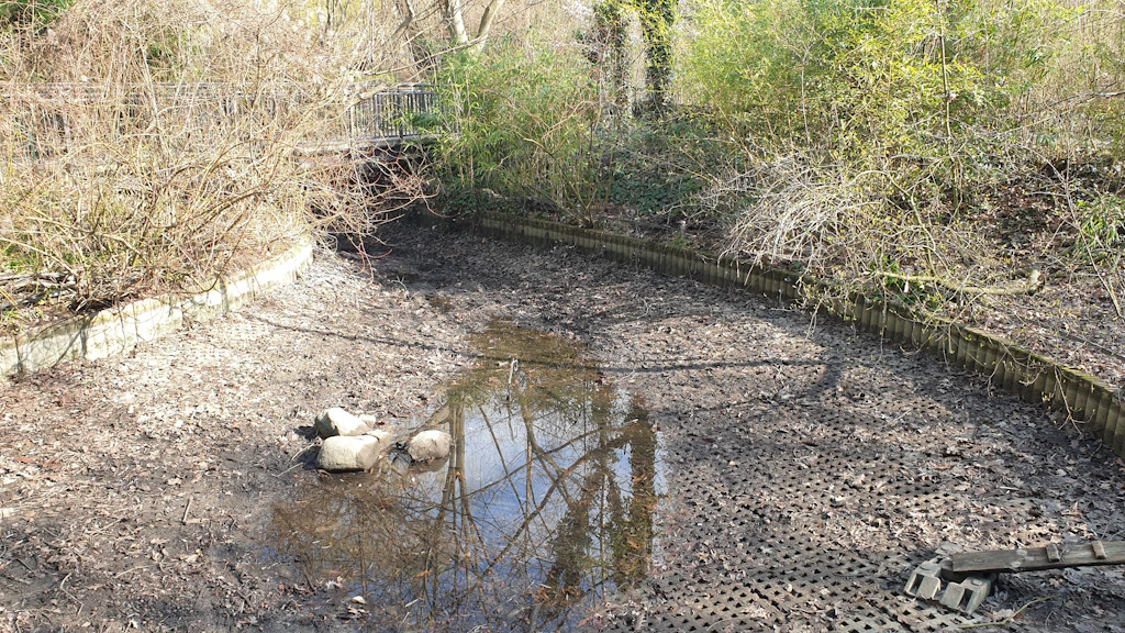 Update: Kiezteich in Pankow – Fische tot! DAS sagen die Wasserbetriebe