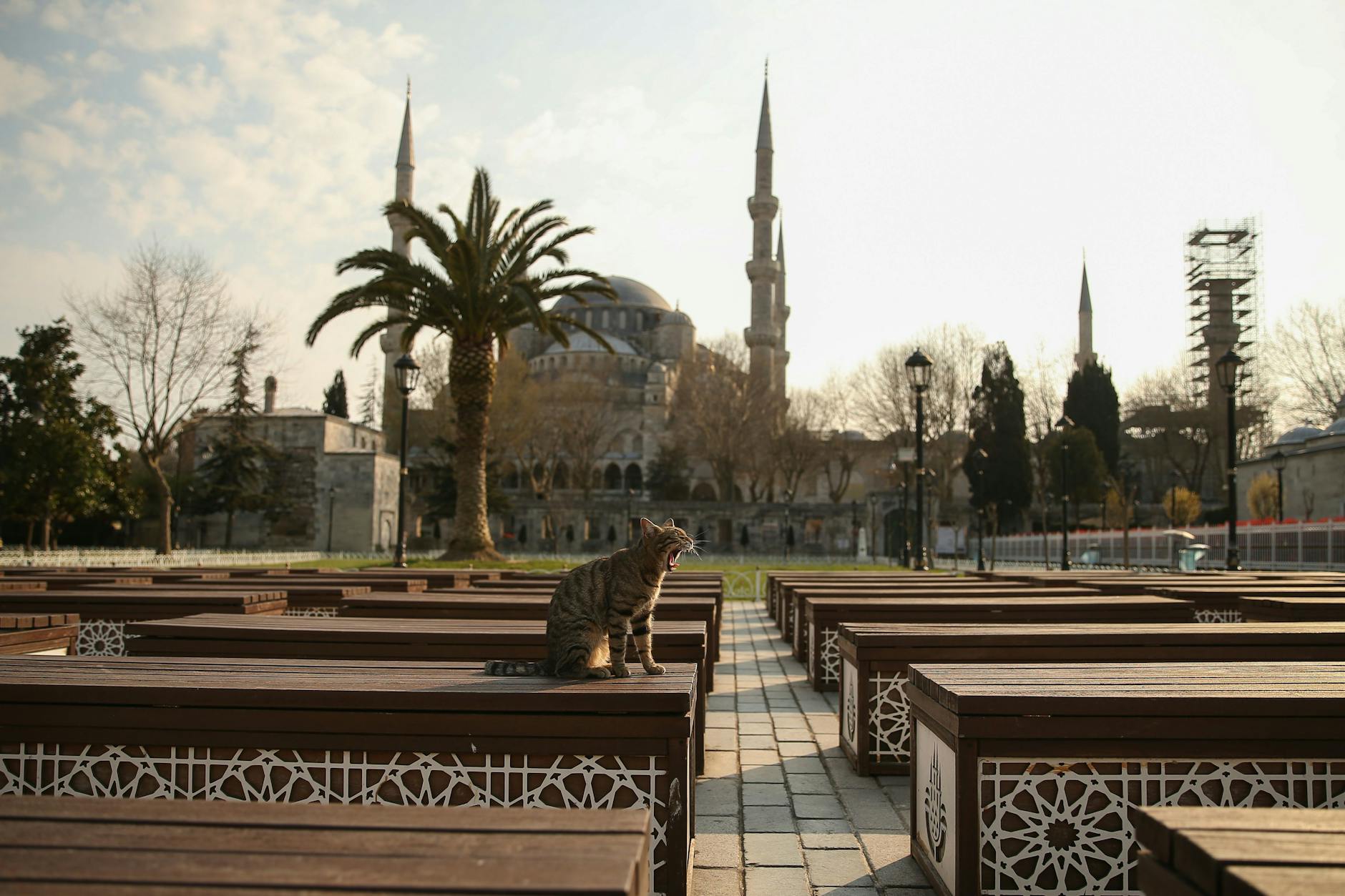 Eine Katze sitzt im leeren Garten vor der Blauen Moschee in Istanbul.