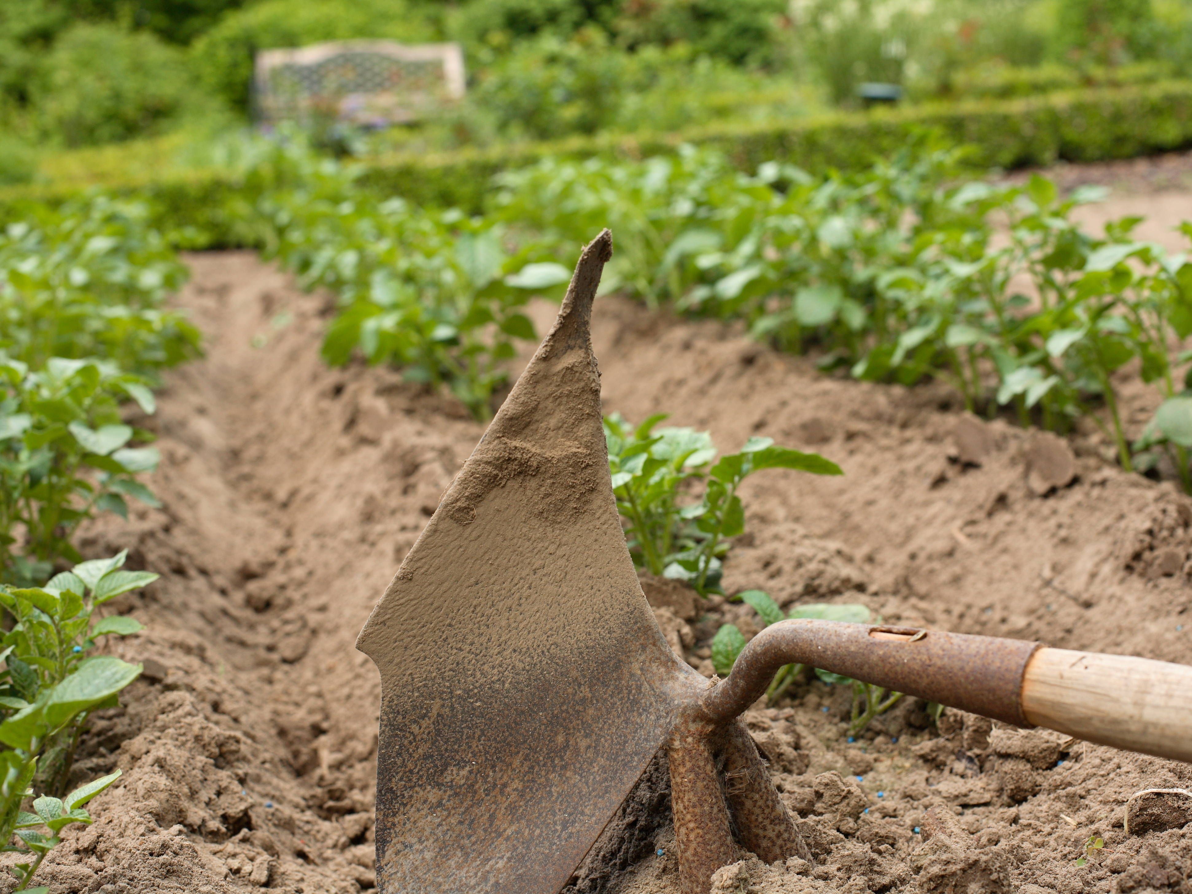 Kartoffeln pflanzen: So können Sie eigene Triebe großziehen