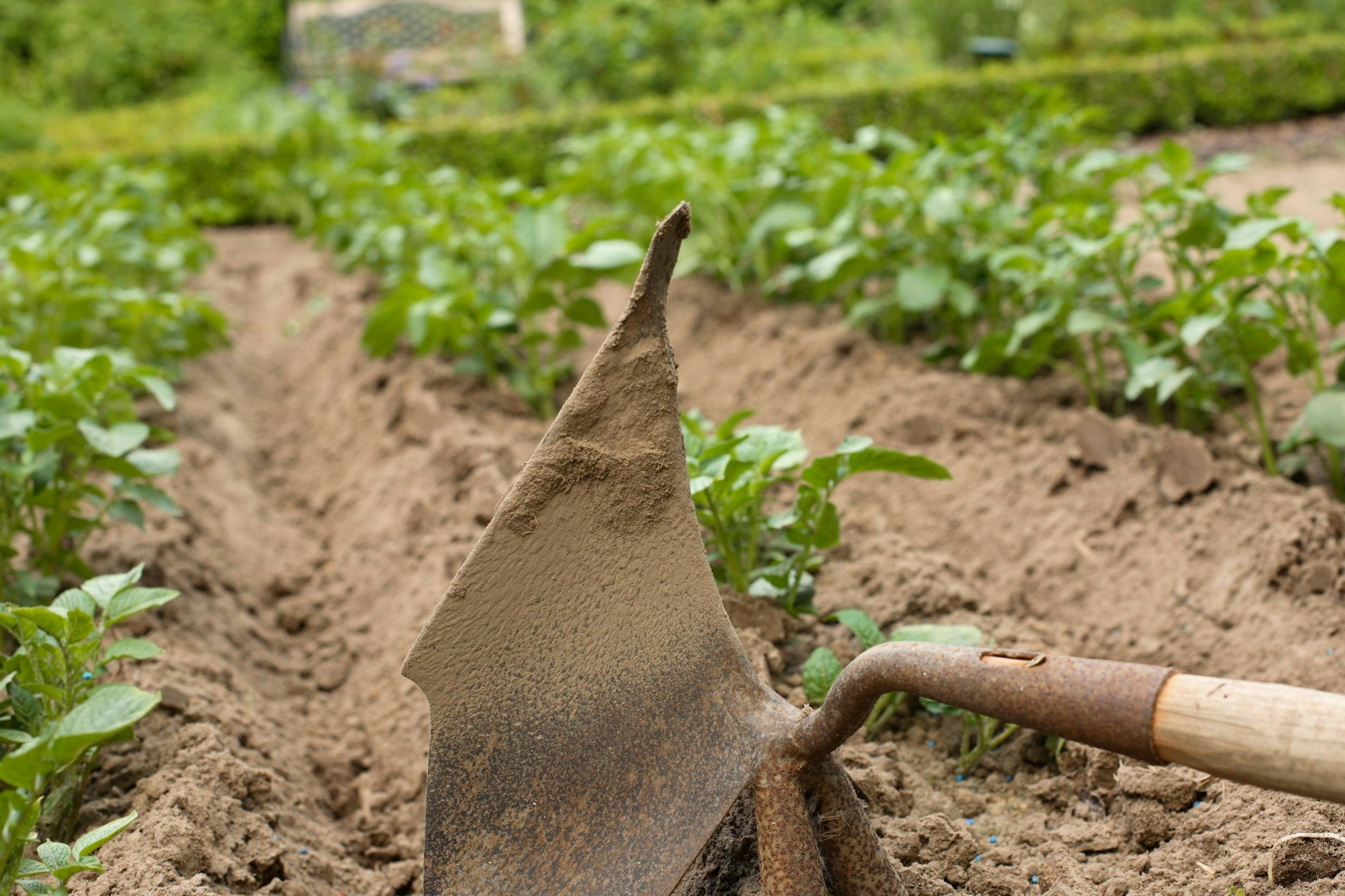 Wenn Sie Kartoffeln im Beet pflanzen, ist das regelmäßige Anhäufeln wichtig.