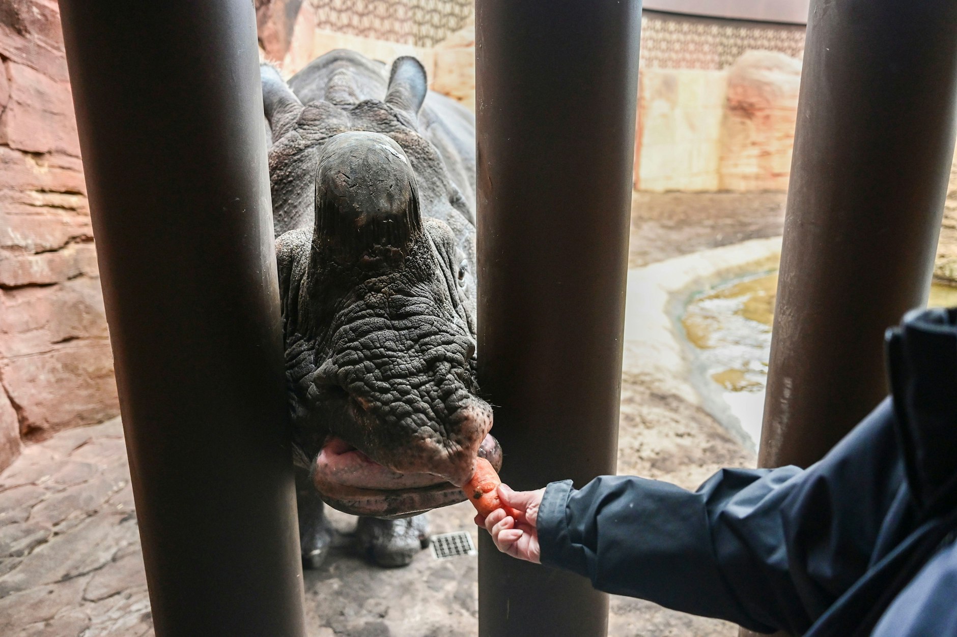 Beim Date mit Panzernashorn Betty im Berliner Zoo: Das Füttern mit Mohrrüben mag das schwergewichtige Tier besonders, stellt der KURIER-Reporter fest.