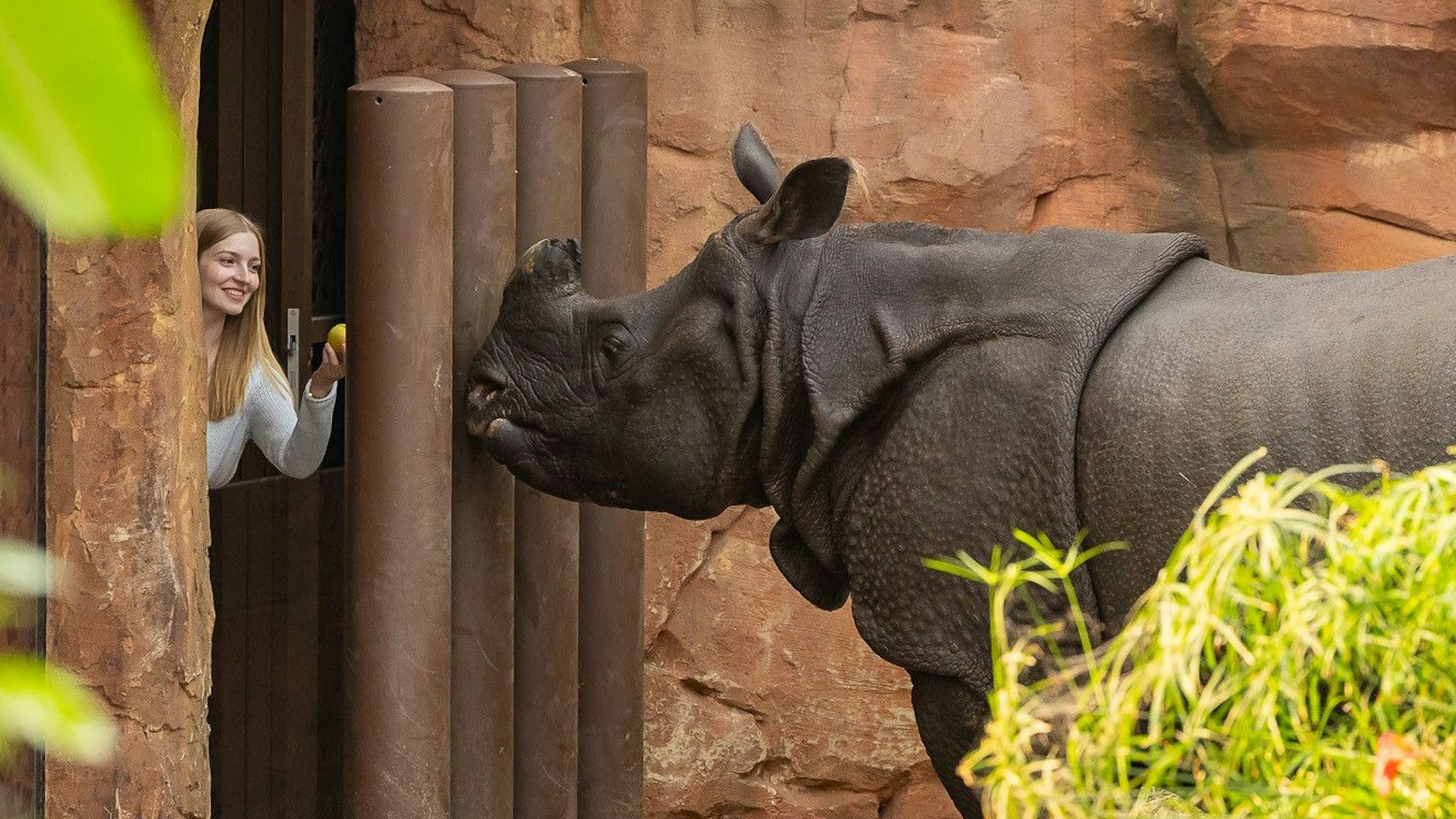 Lieblingstier-Besuch im Berliner Zoo: So nah kommen Tier-Fans den Panzernashörnern.