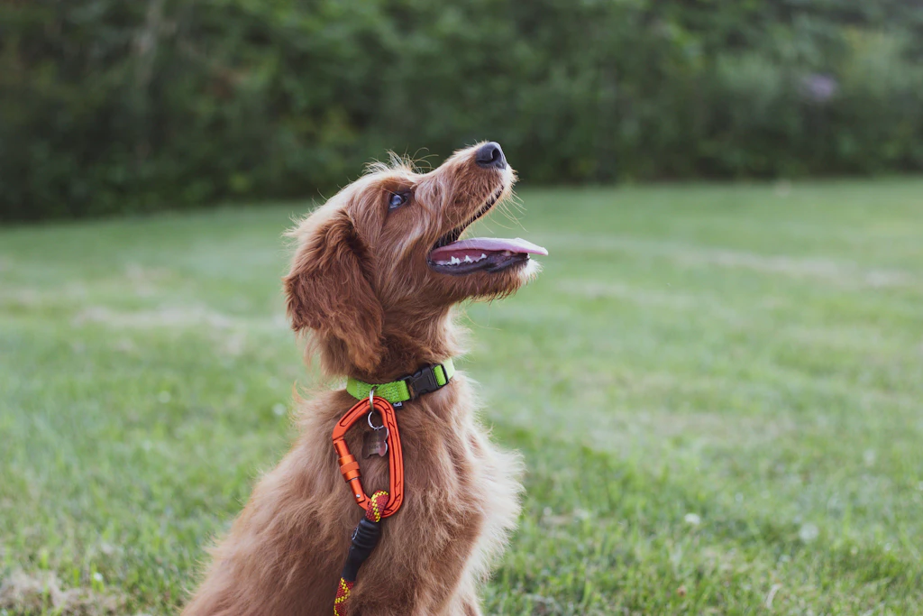 Belohnen ohne Leckerli: Das LIEBEN Hunde!