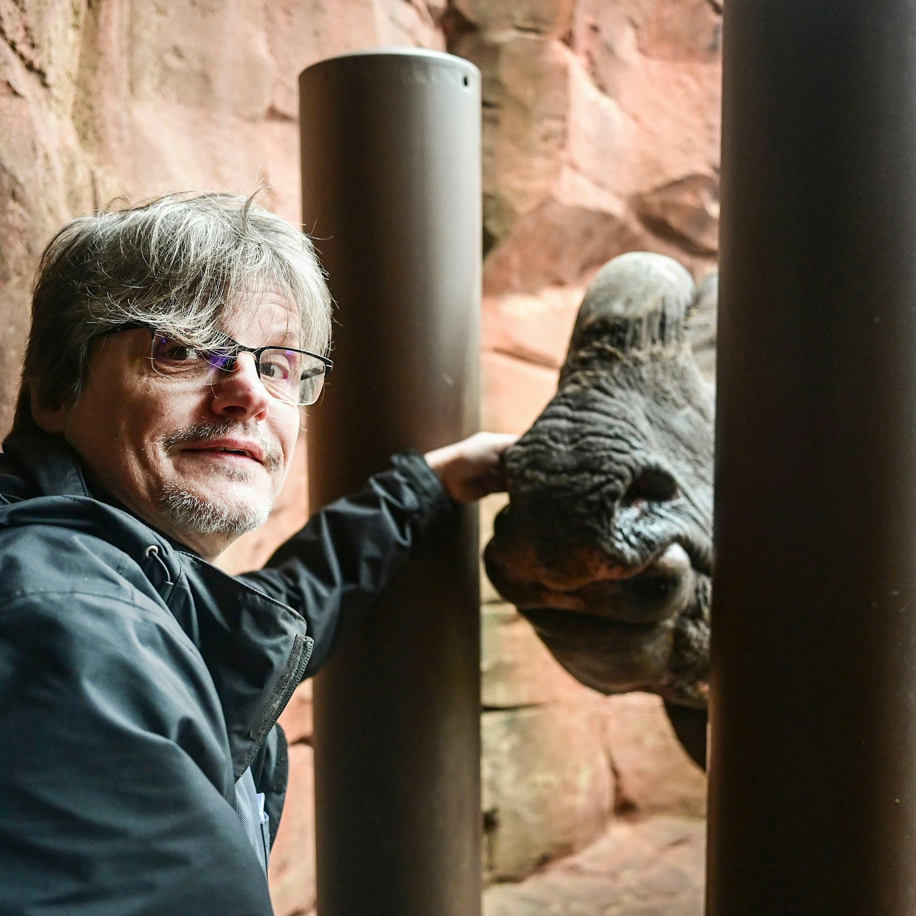 MIT VIDEO  1,8 Tonnen: Wagen Sie mal ein Date mit Zoo-Schwergewicht Betty