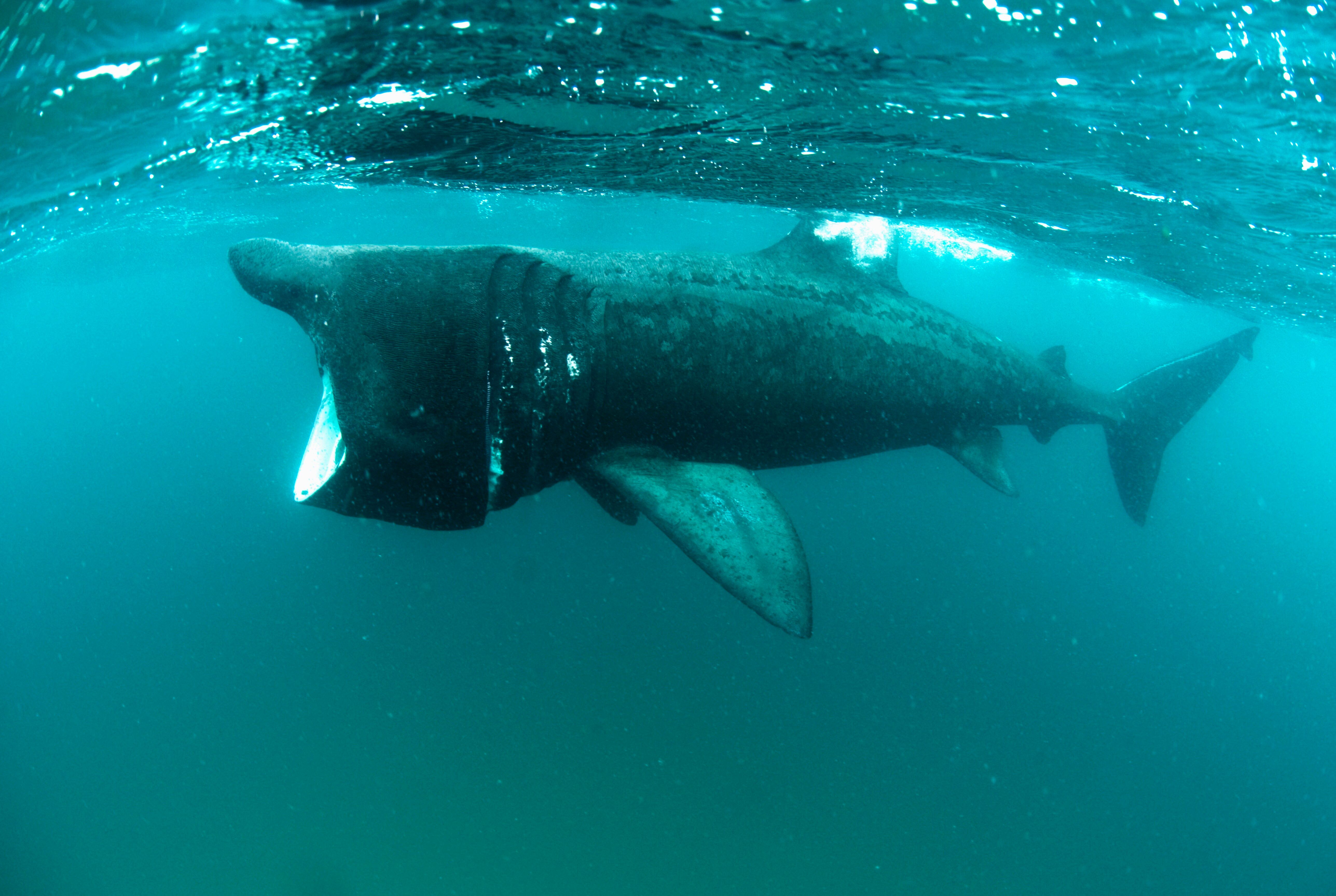 Image - Riesenhai in der Adria in Italien - Sichtung im Golf von Triest