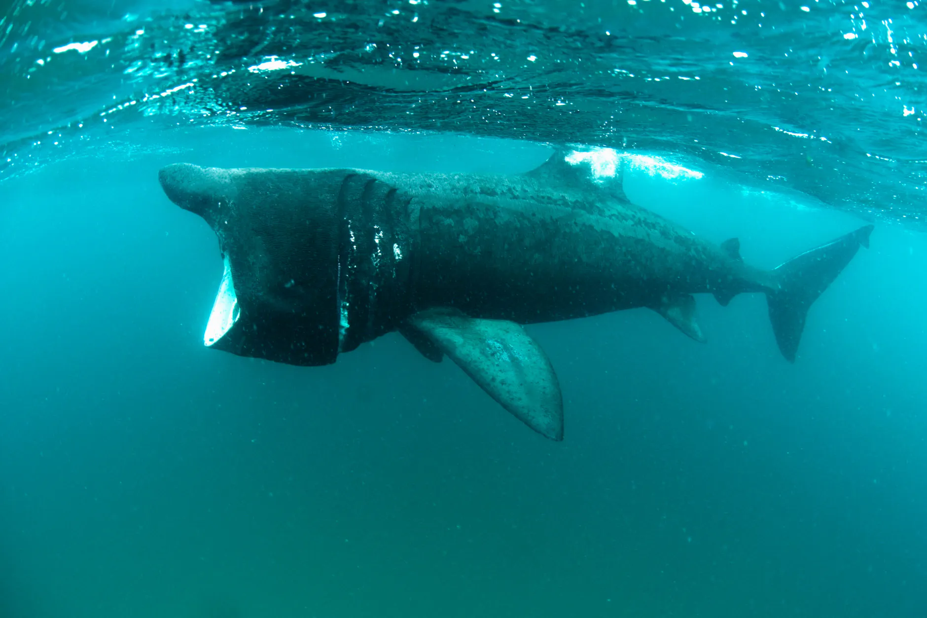 Ein Riesenhai ist im Golf von Triest aufgetaucht.