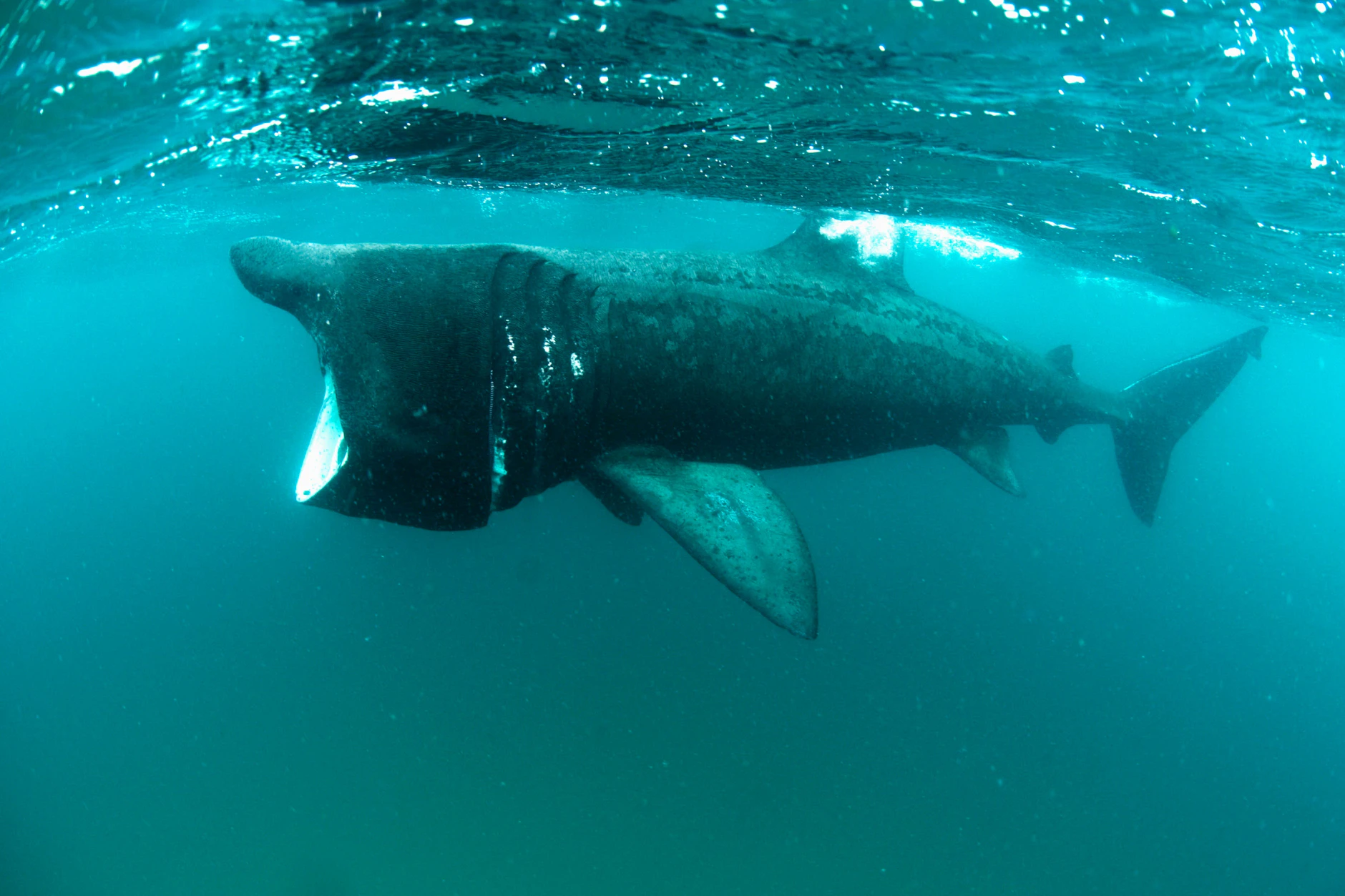 Ein Riesenhai ist im Golf von Triest aufgetaucht.
