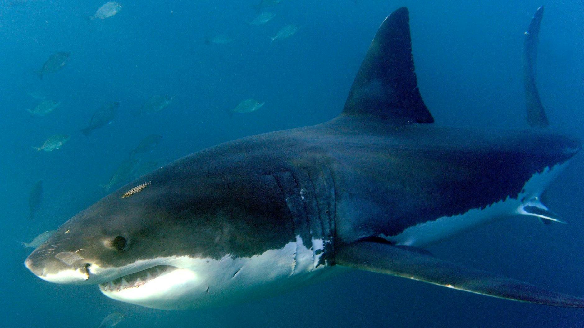 Wenn es mehr Angriffe gebe, bedeute das oft, dass mehr Menschen Zeit im Wasser verbringen – nicht, dass die Haie gefährlicher geworden sind, wie das Florida Museum of Natural History mitteilt.