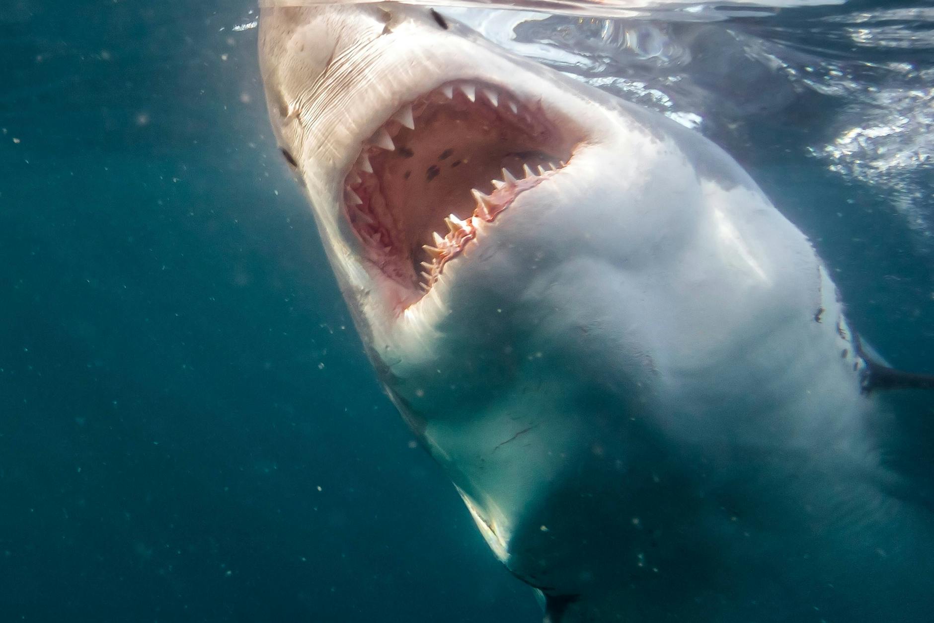 Ein Weißer Hai im Angriffsmodus. (Symbolbild)