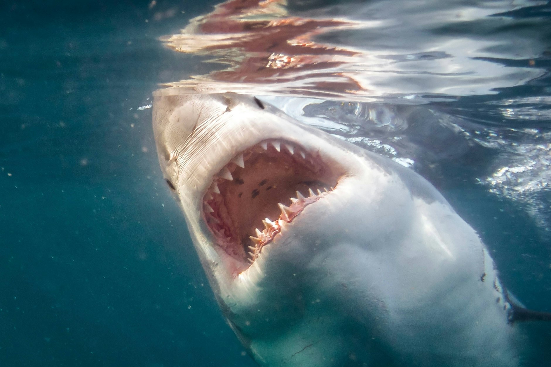 Und ein Haifisch, der hat Zähne. Ein Weißer Hai im Angriffsmodus.