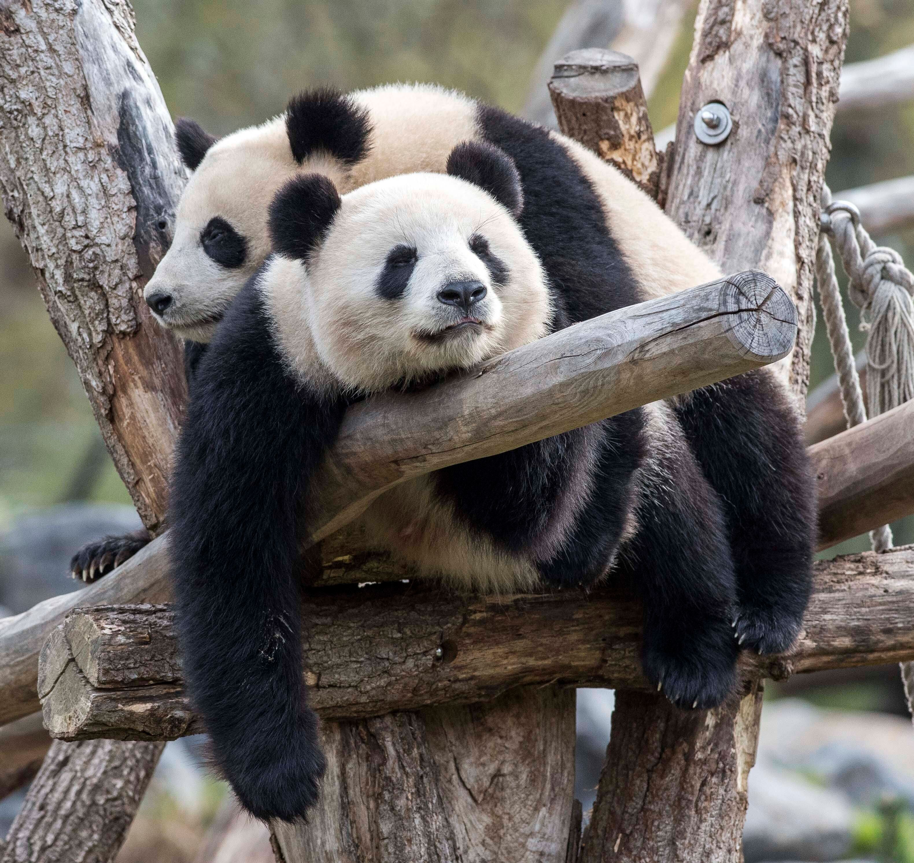 Meng Meng fiept schon: Im Berliner Zoo stehen die Zeichen wieder auf große Panda-Liebe