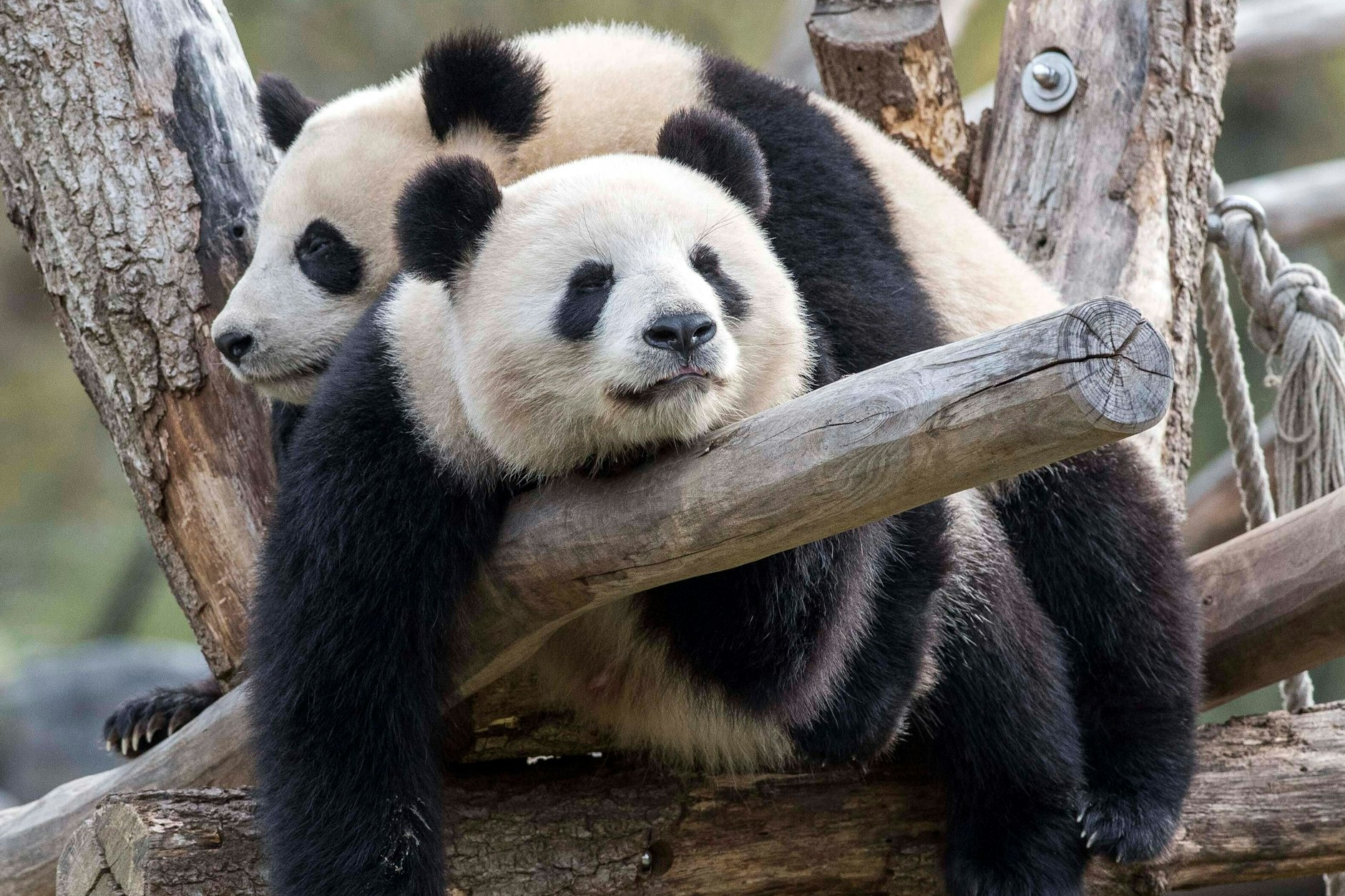 Ein Foto aus dem April 2021: Mutter Meng Meng hängt mit Söhnchen Pit ab.