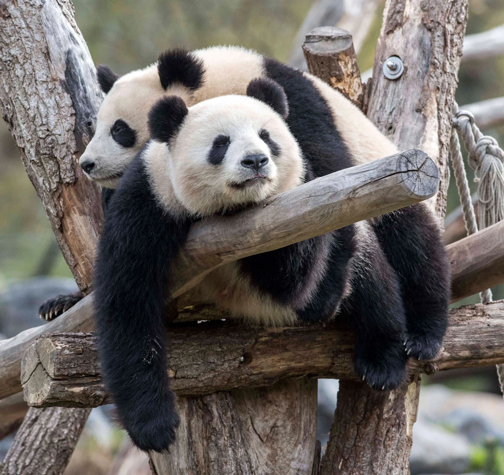 Meng Meng fiept schon: Im Berliner Zoo stehen die Zeichen wieder auf große Panda-Liebe
