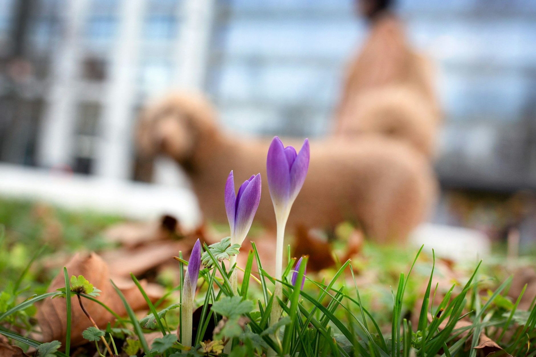 Ein bisschen Frühling in Deutschland - wie hier in Düsseldorf. 