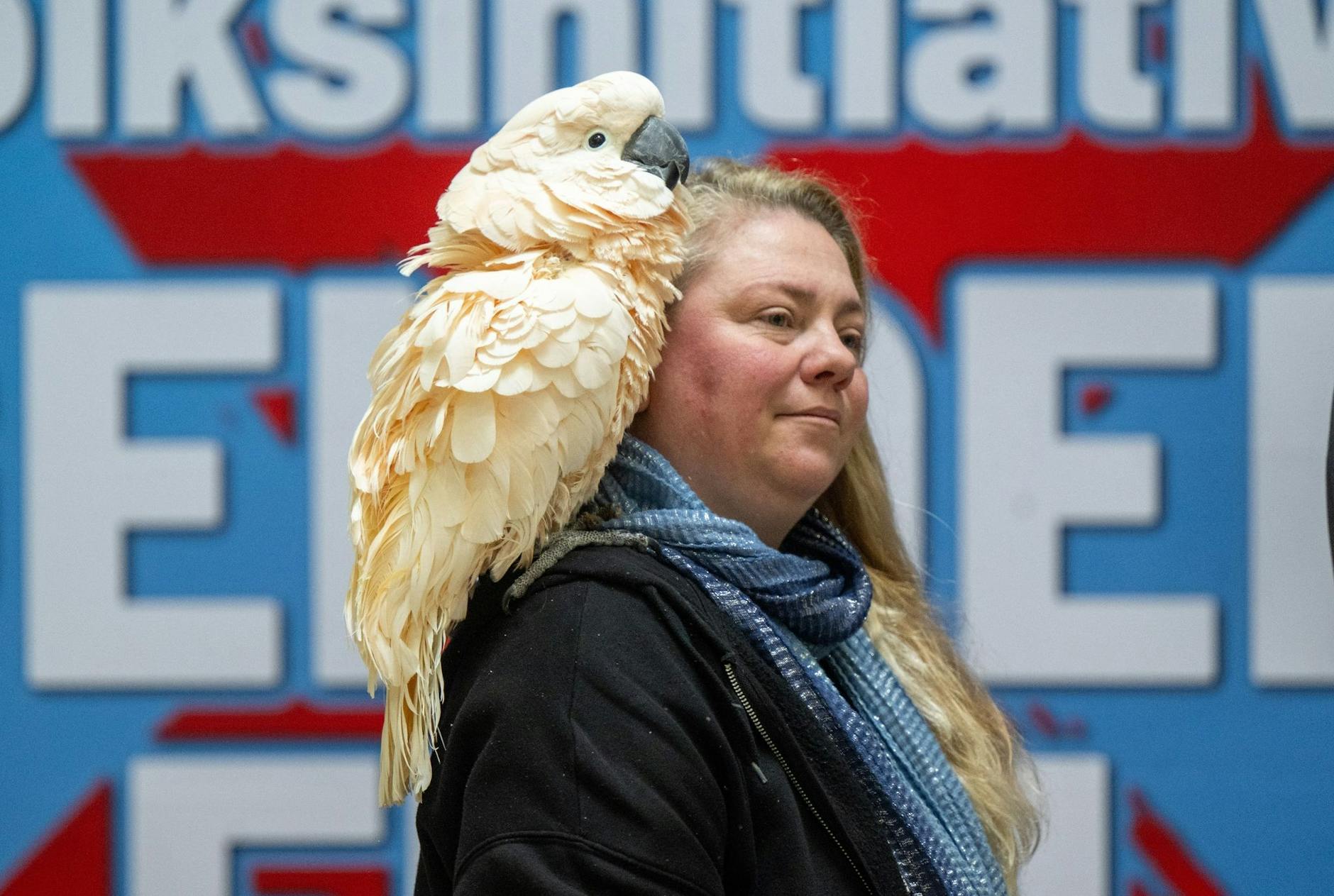 Der Kakadu Coco sitzt beim Landesparteitag AfD Brandenburg auf der Schulter seiner Besitzerin in der Wiesenhalle im brandenburgischen Jüterbog.