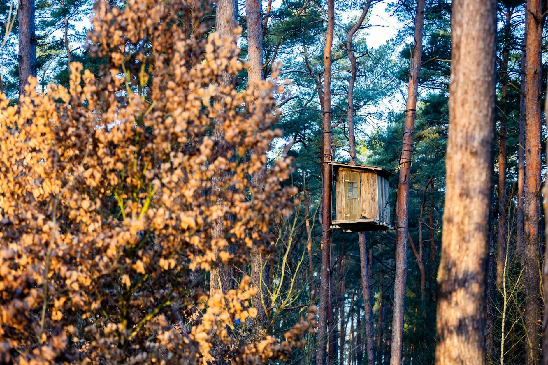 Ein Baumhaus in einem Camp der Initiative «Tesla stoppen» in einem Kiefernwald nahe der Tesla-Gigafactory Berlin-Brandenburg.