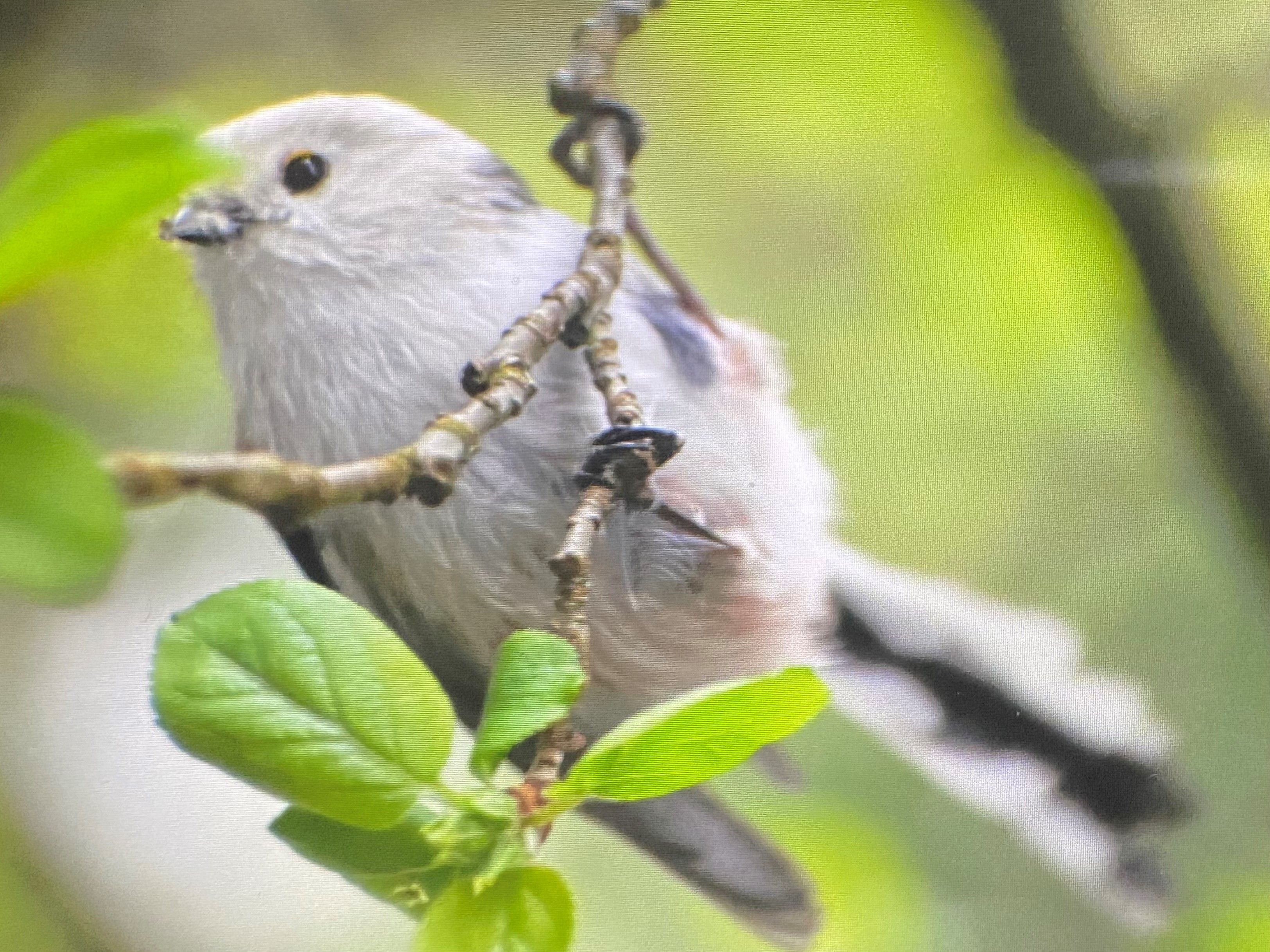 Hilfe, ich habe eine Meise – und die ist echt bekloppt!