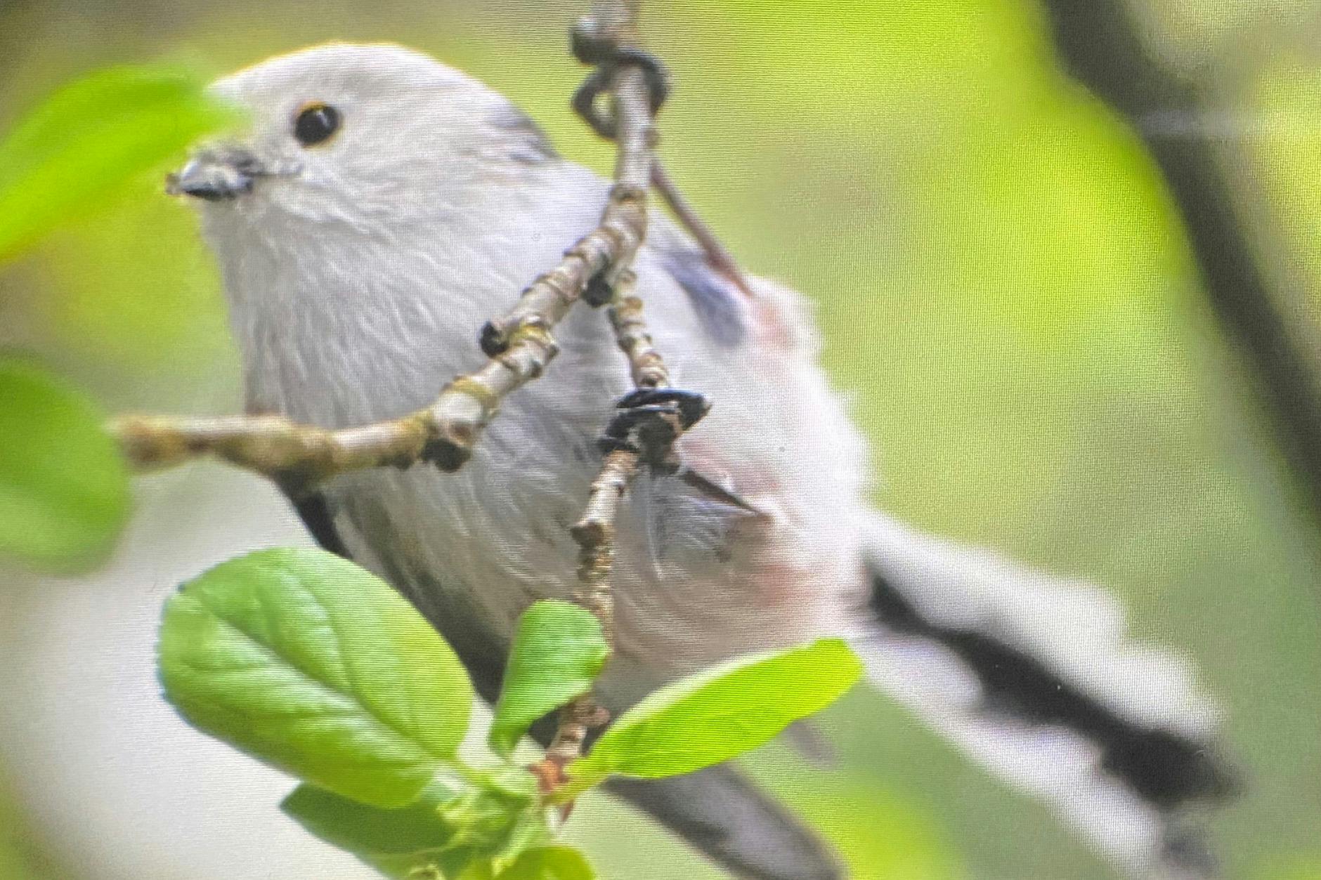 Dieser freche Kerl ist schuld, dass unser Autor nun eine Meise hat. Die Schwanzmeise klopft derzeit permanent an sein Fenster.