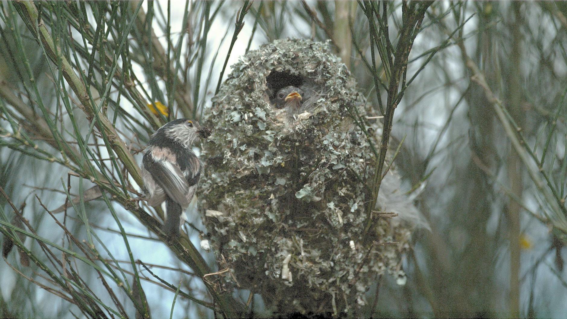 Solche Nester bauen Schwanzmeisen. Vielleicht hat ja unser Autor Glück, dass sein bekloppter Vogel auch für Nachwuchs sorgt.